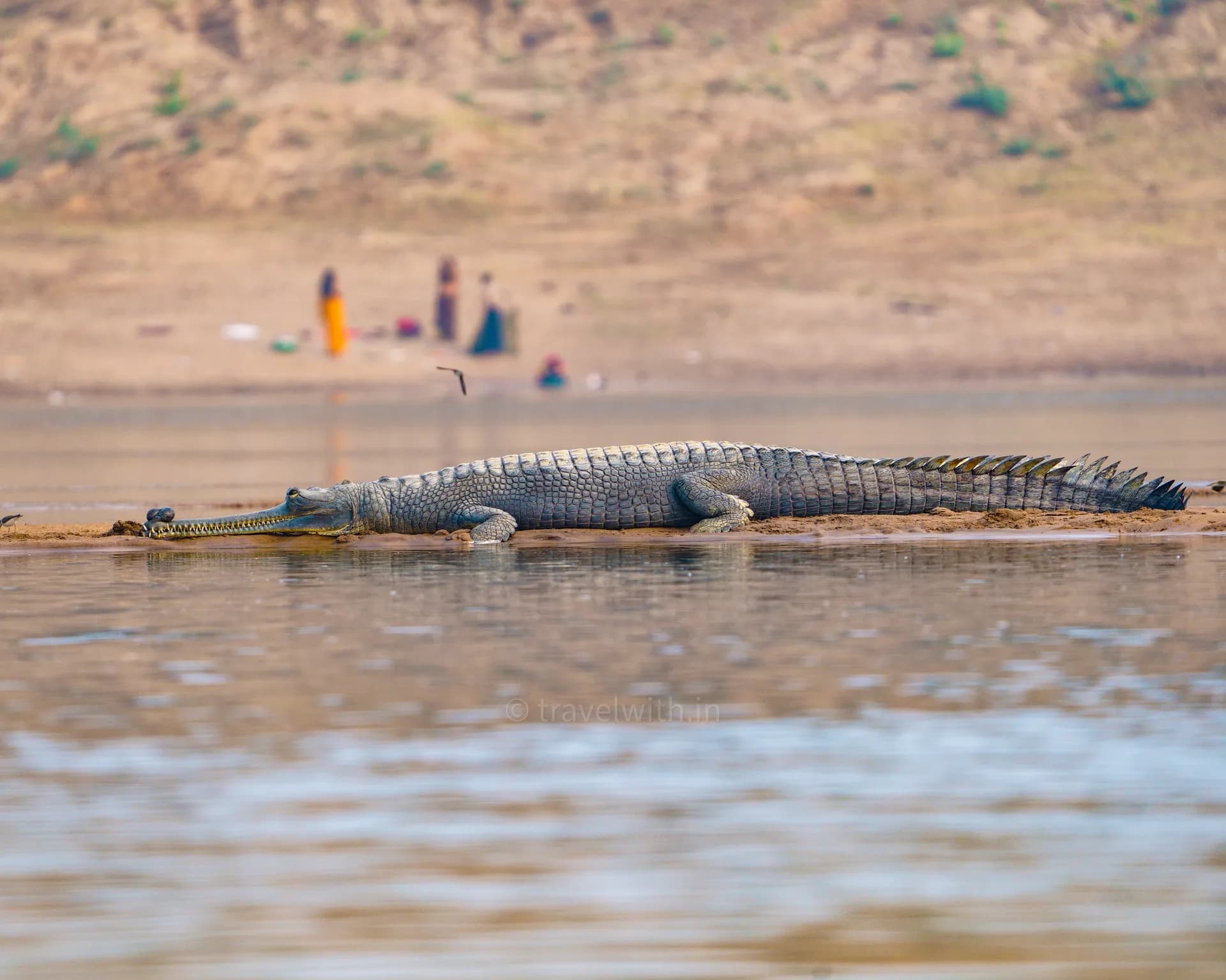 A gharial basking on a sandbank of the Chambal River