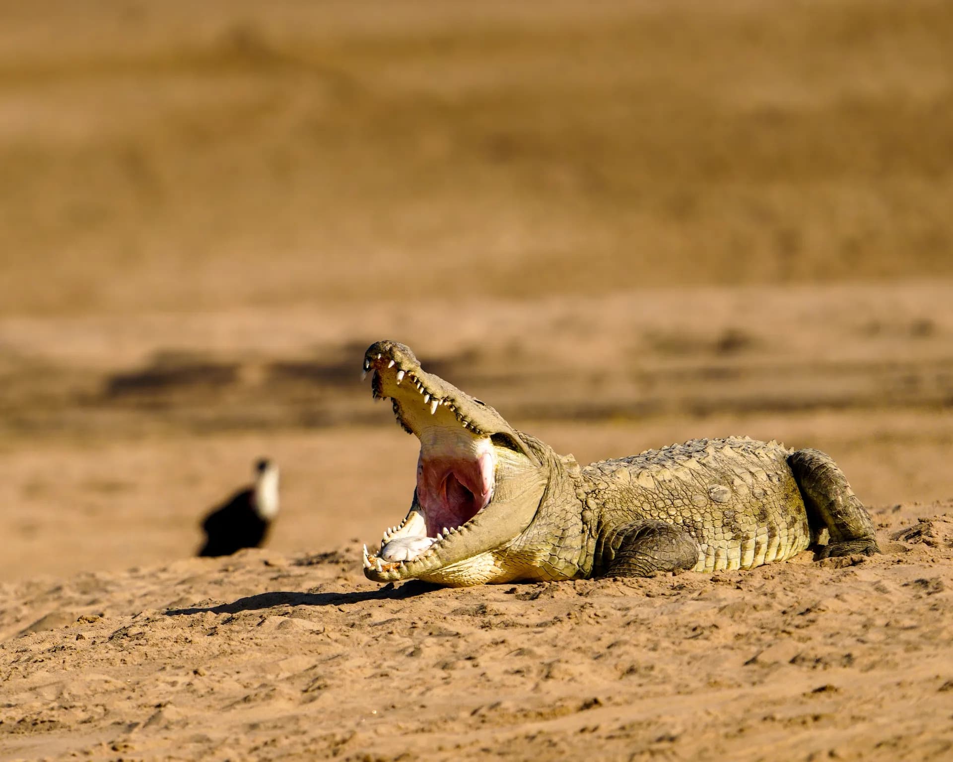 On the crocodile safari