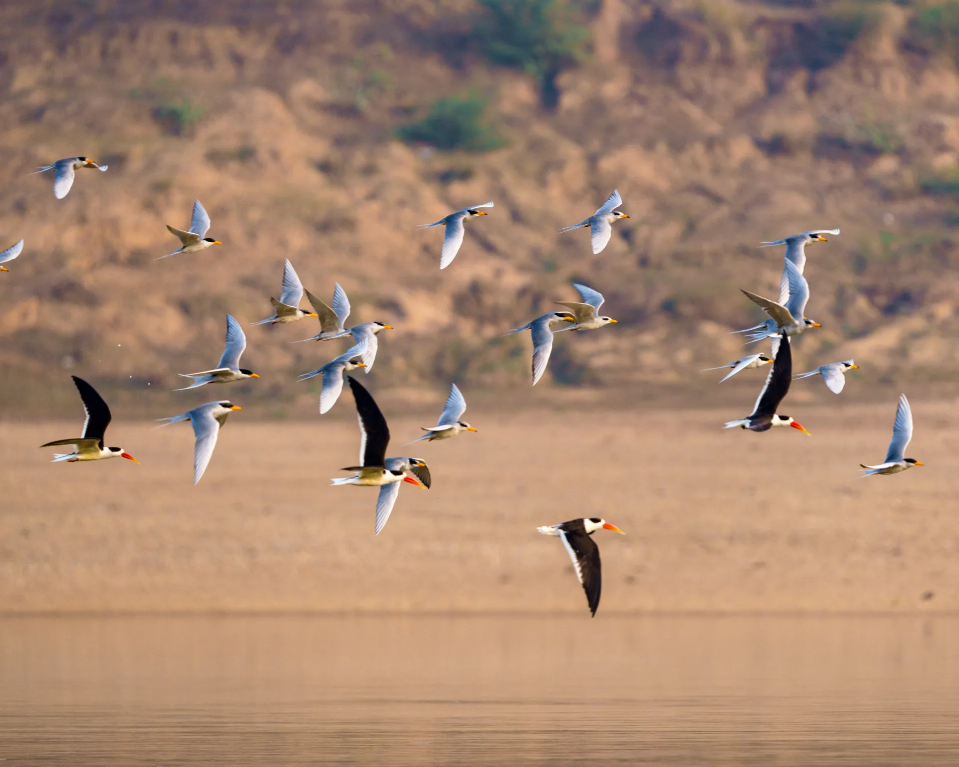 Chambal River Safari near Agra