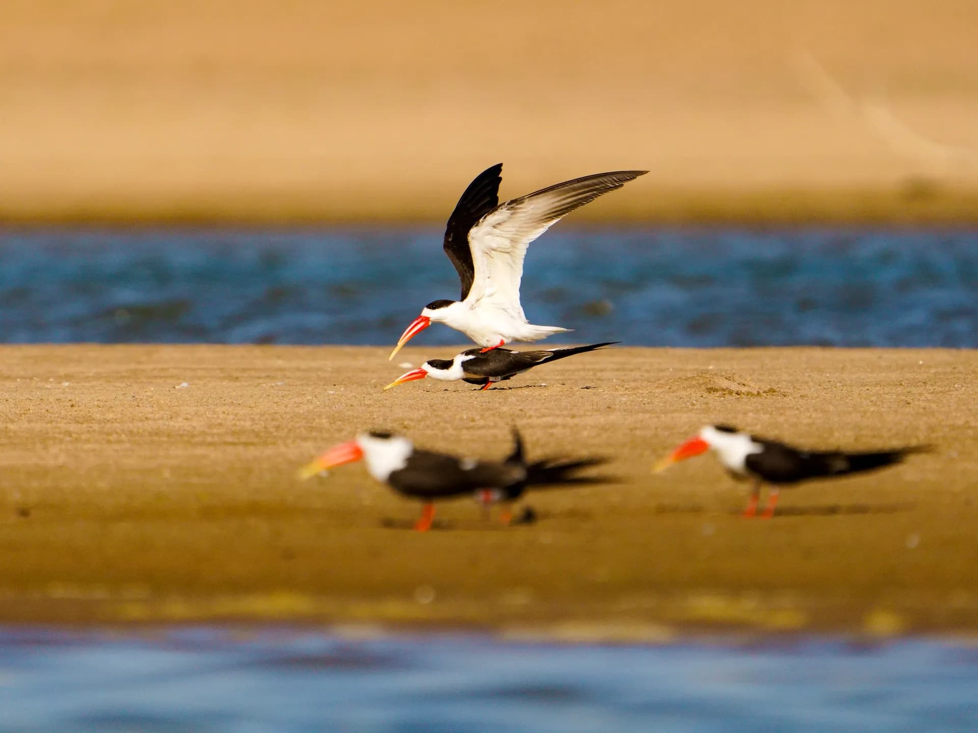 Indian skimmers