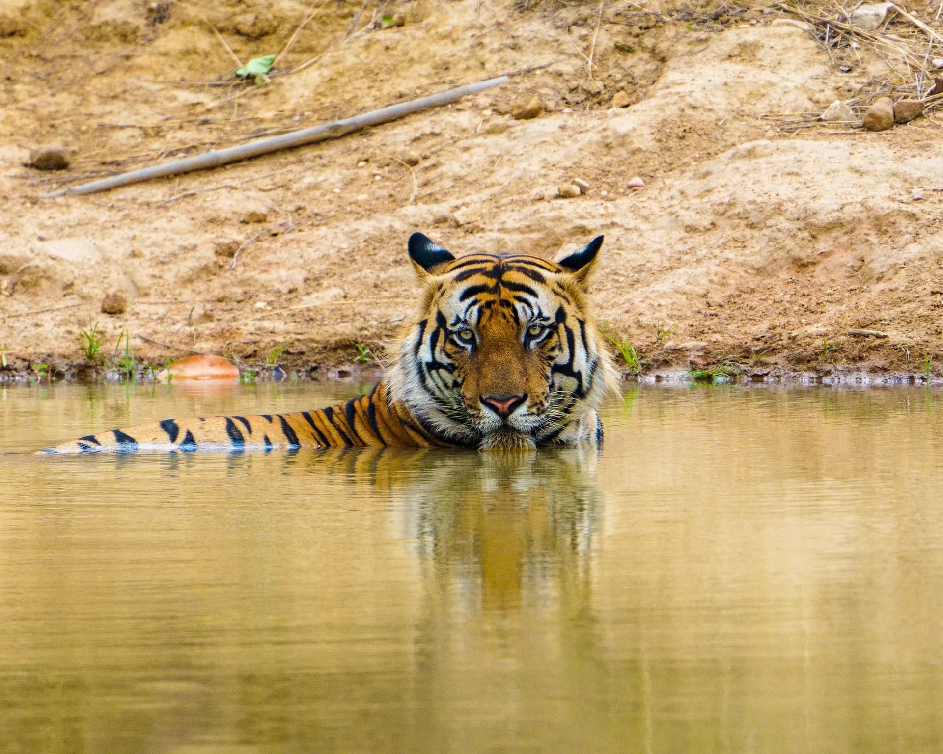 Bandhavgarh