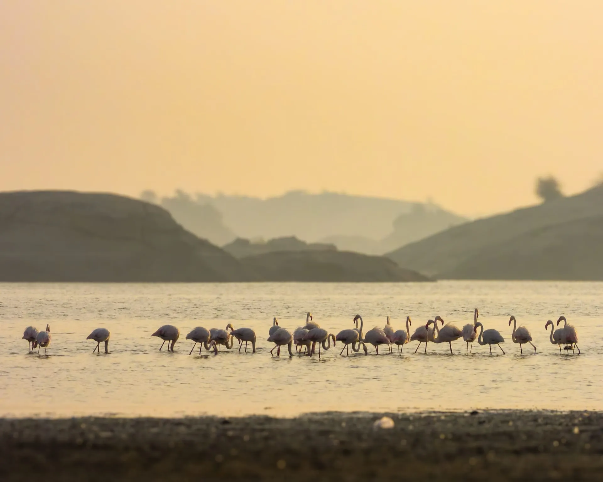 Jawai