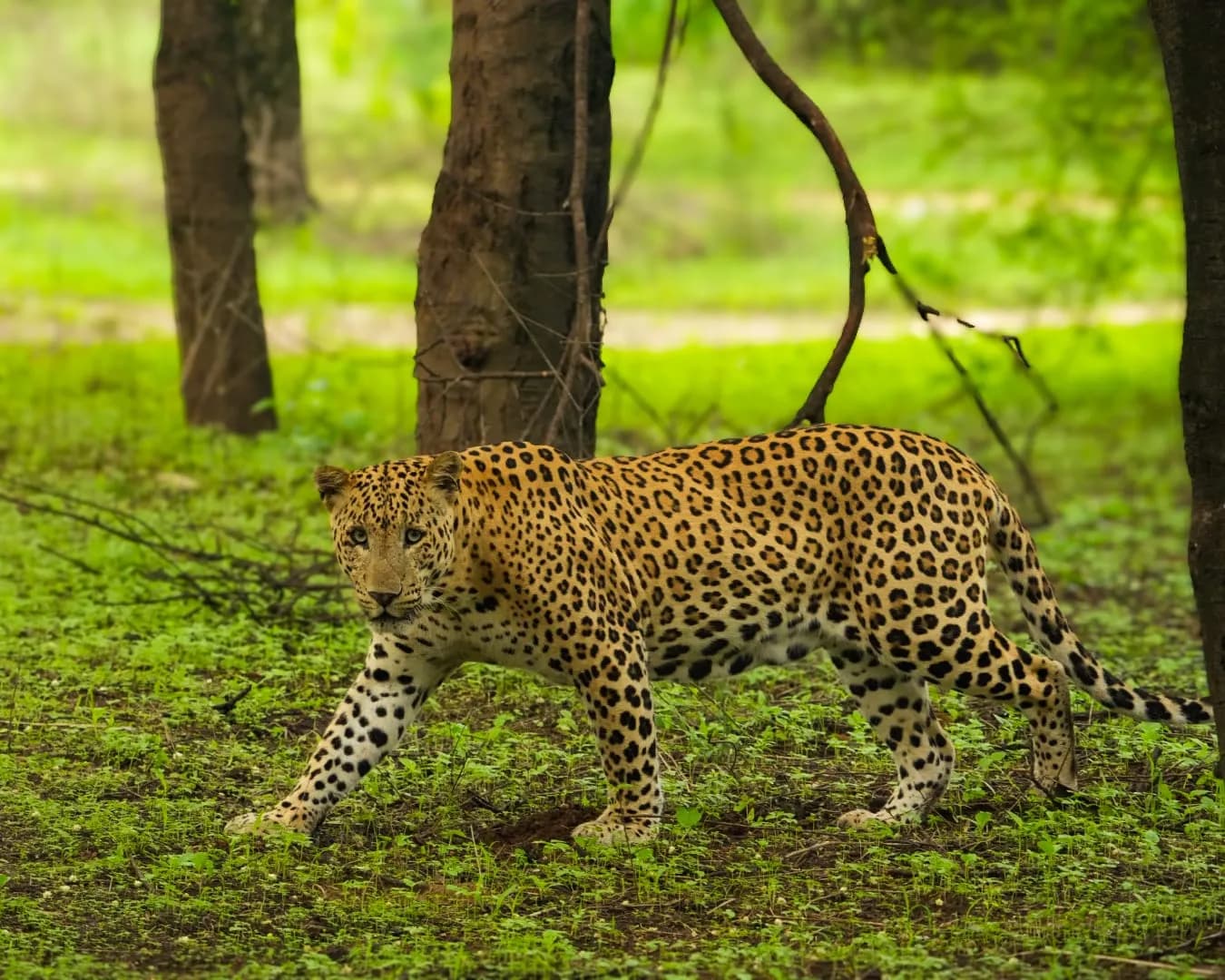 Jhalana Leopard Reserve