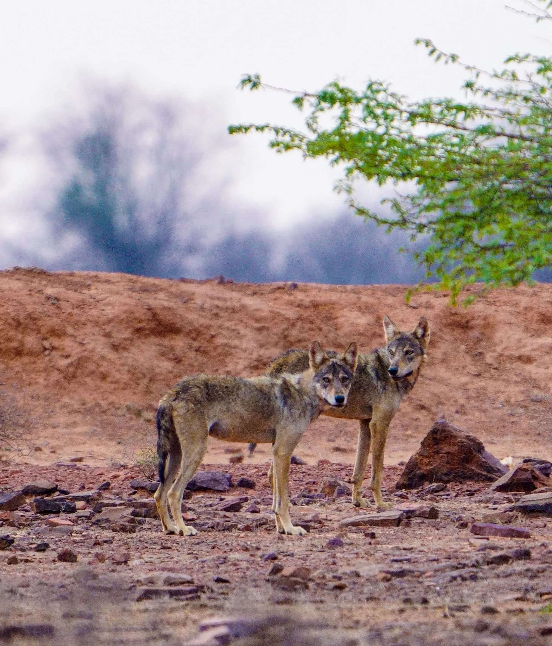 Kaila Devi Wildlife Sanctuary