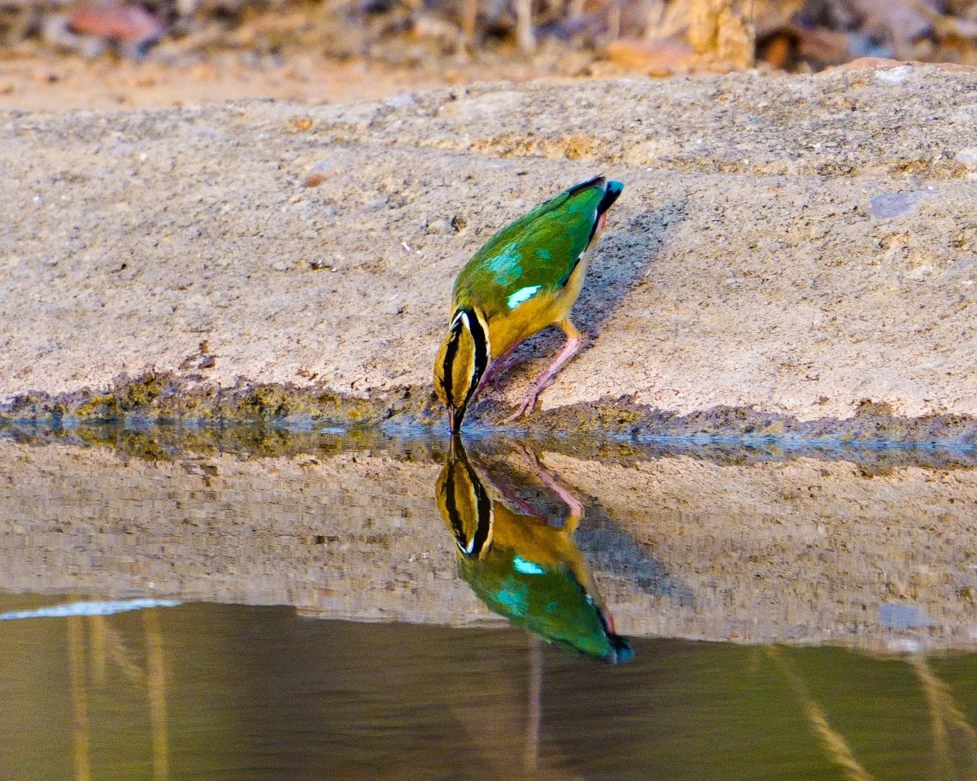 Indian pitta