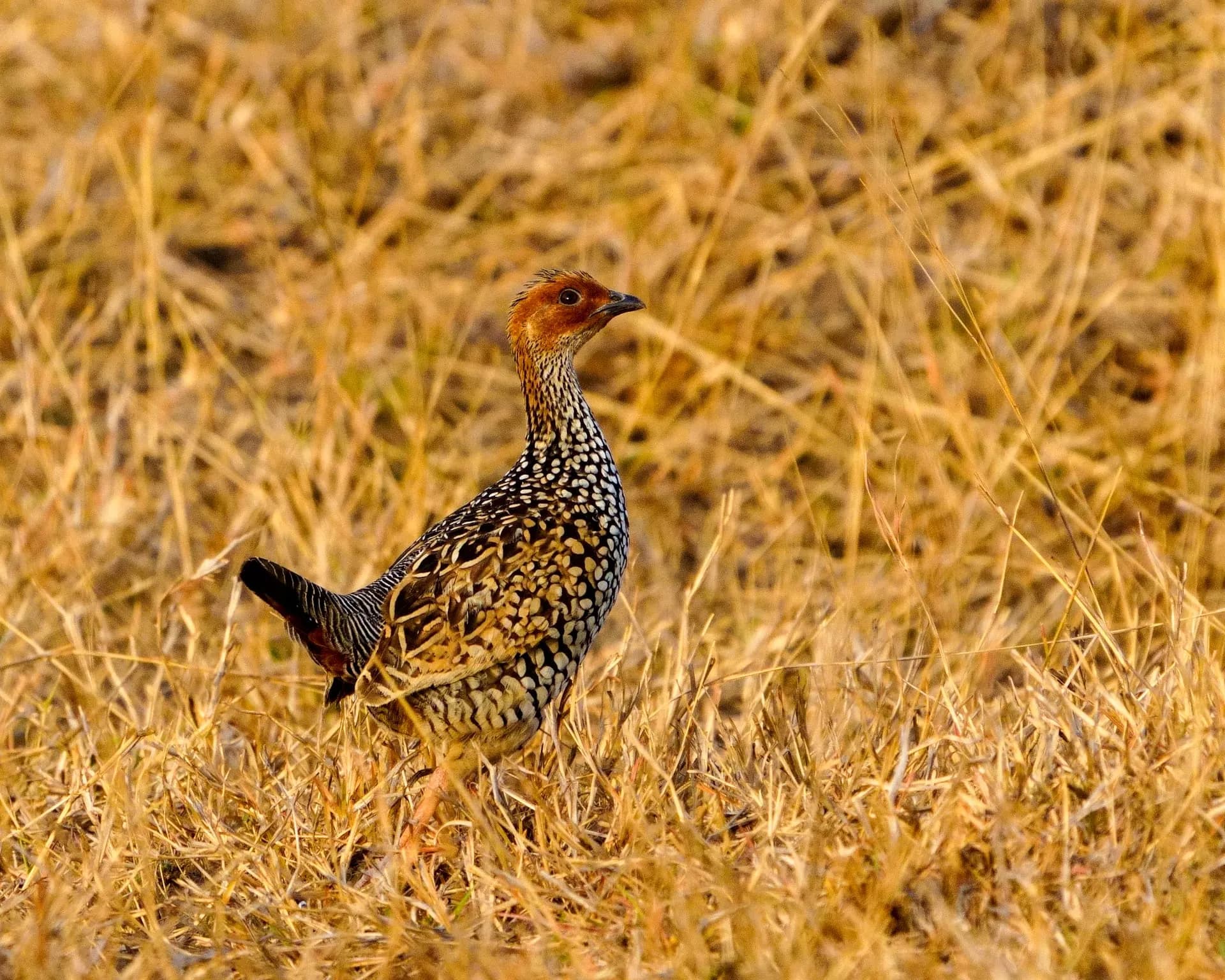 Painted francolin