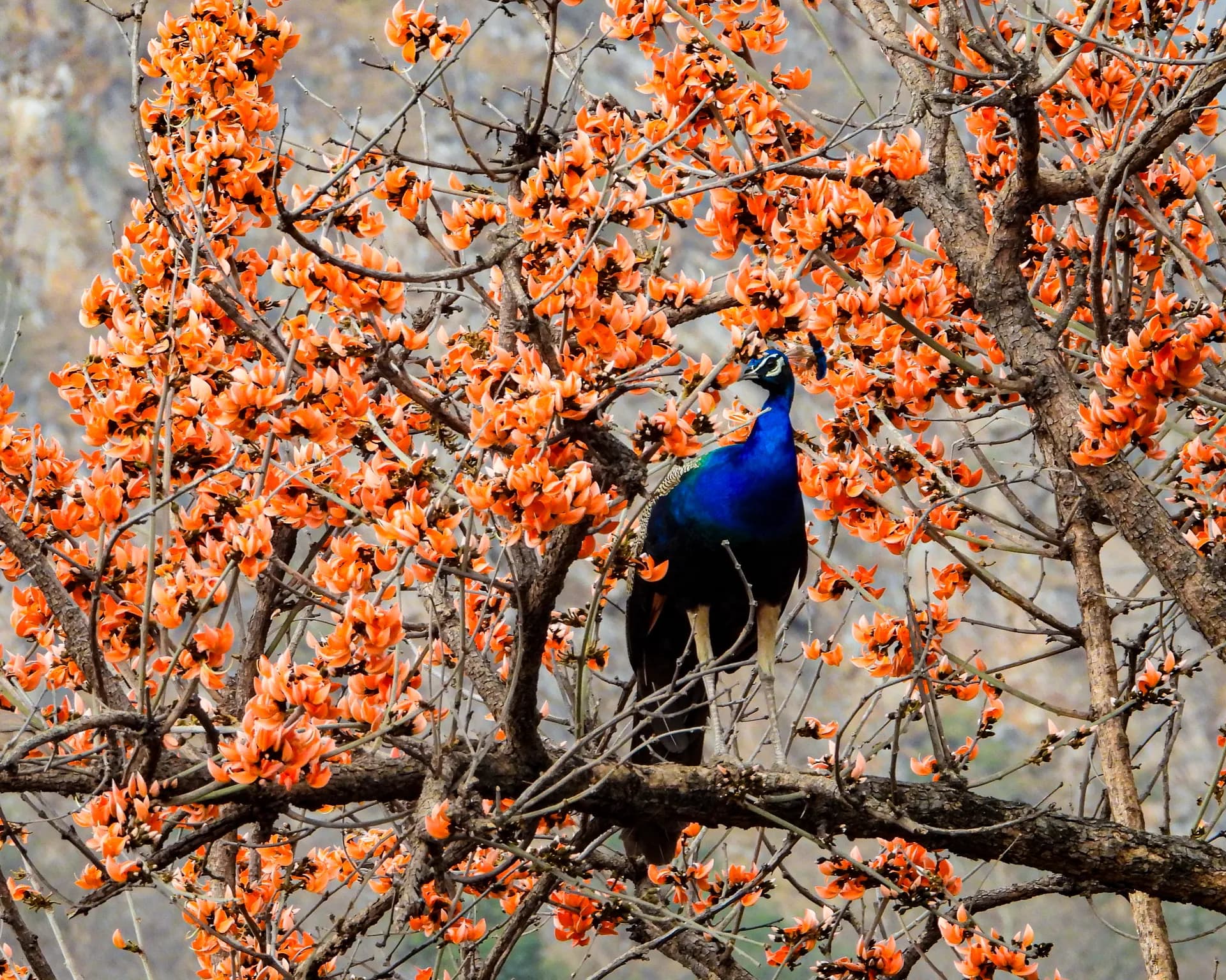 Sariska