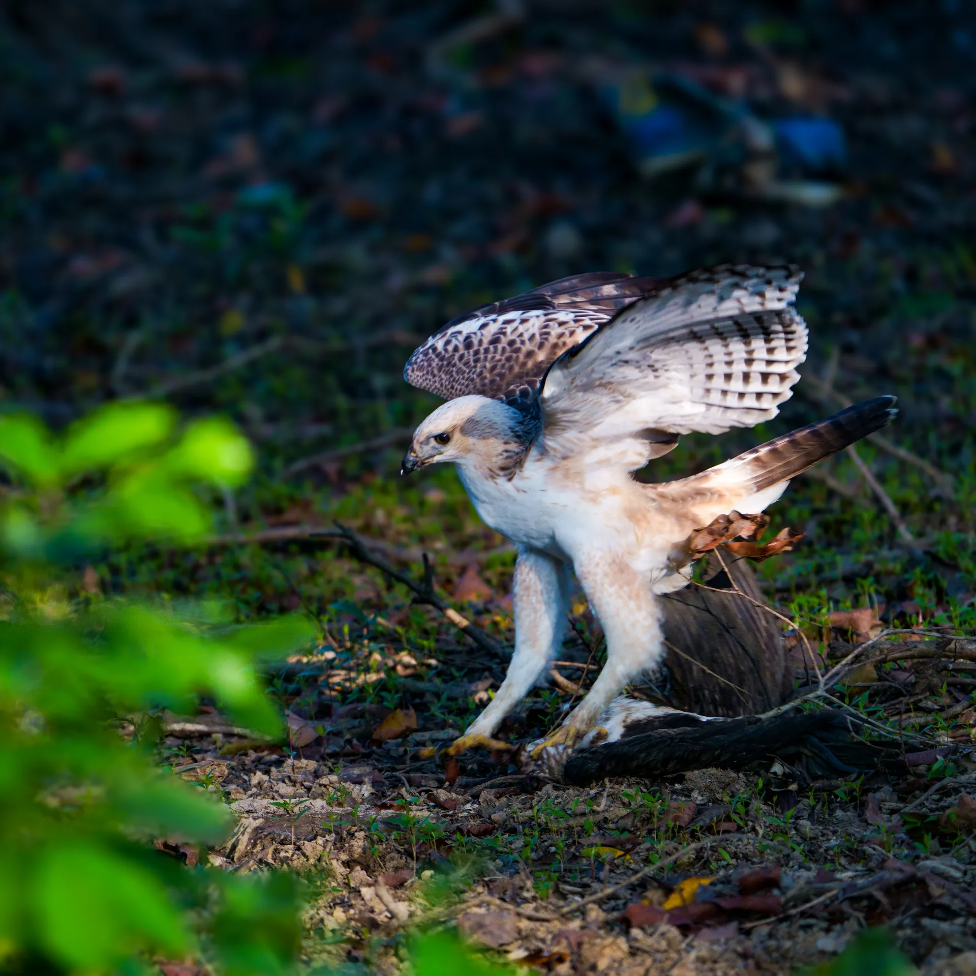 Changeable hawk-eagle