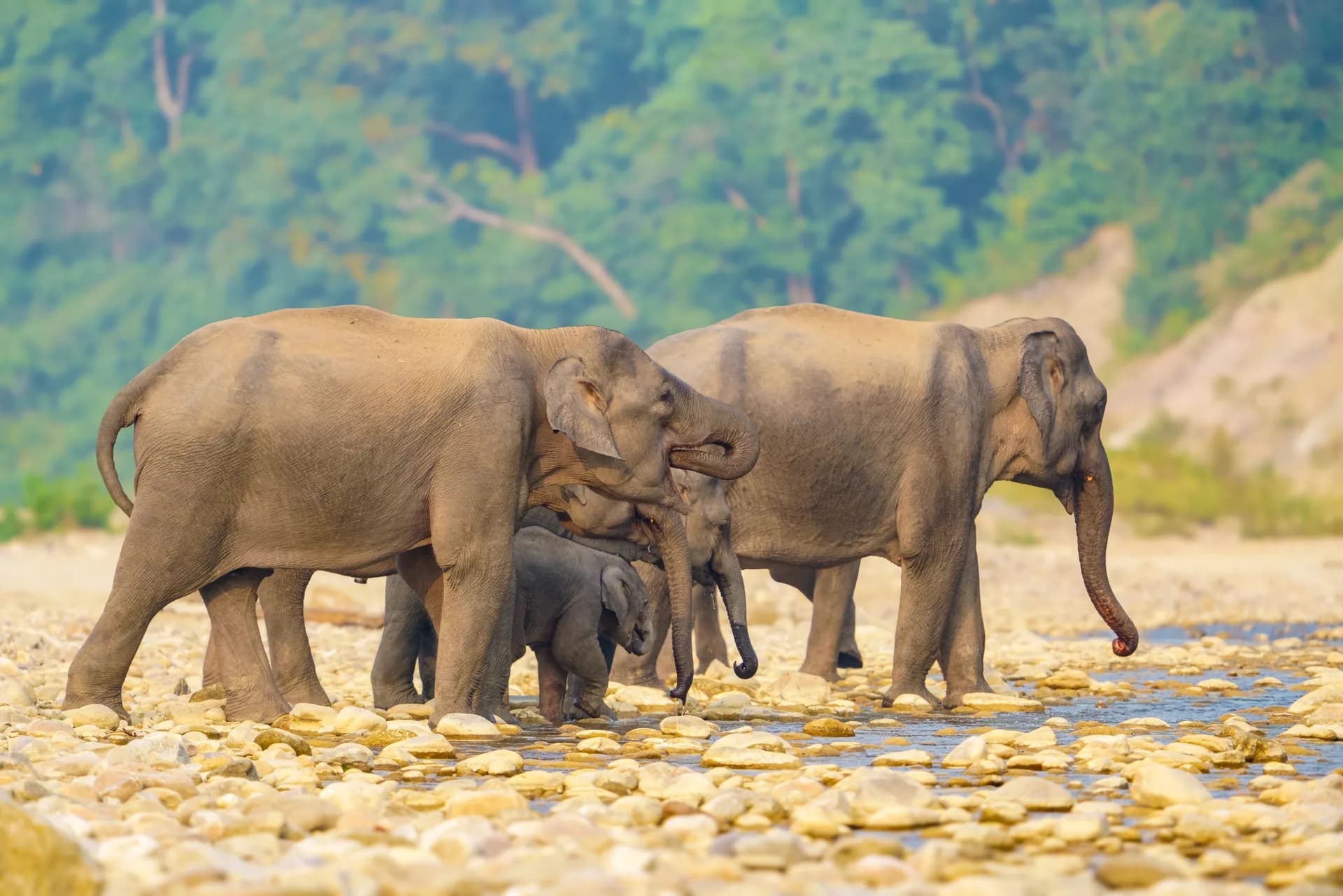 Elephants from the jeep
