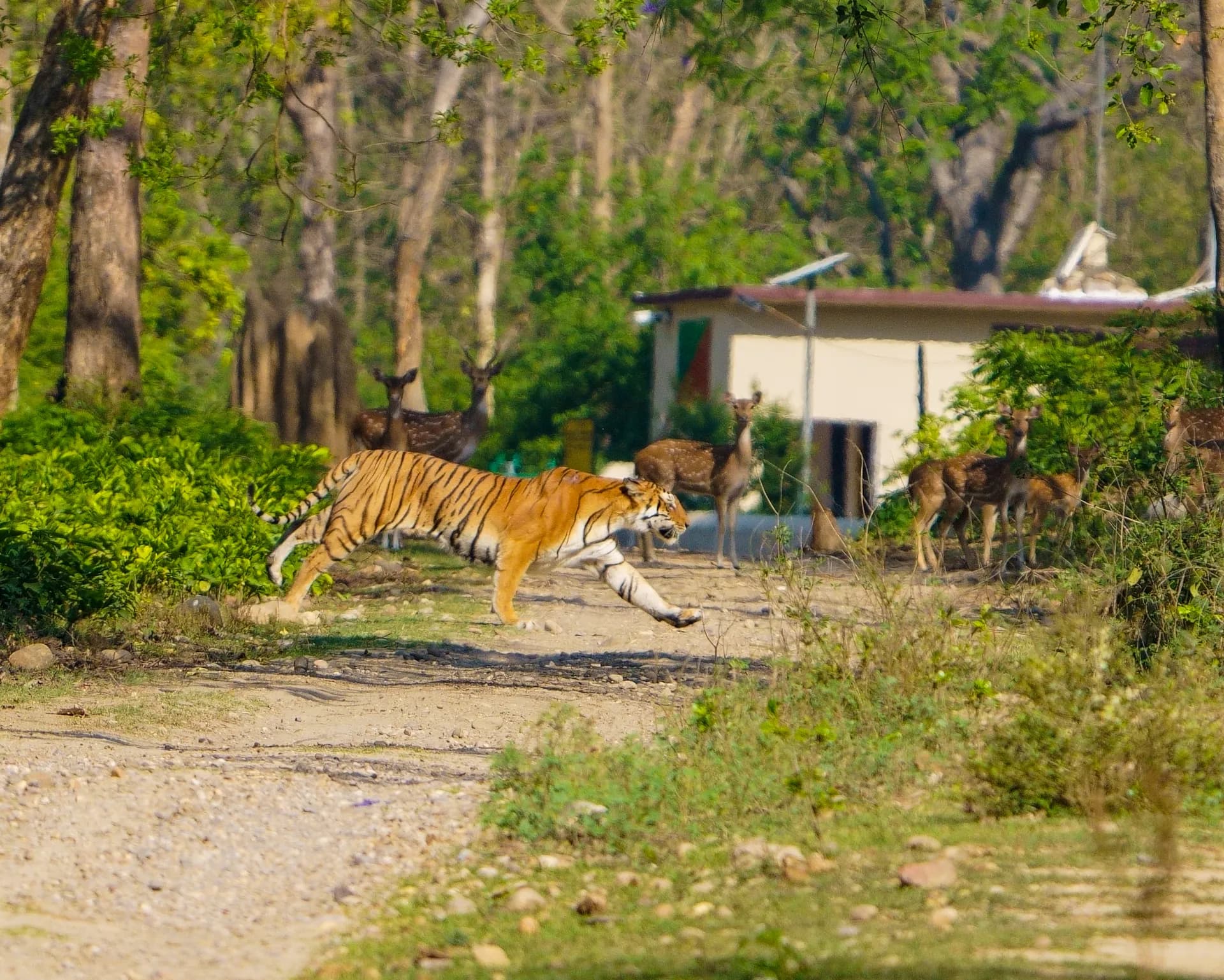 Jim Corbett National Park