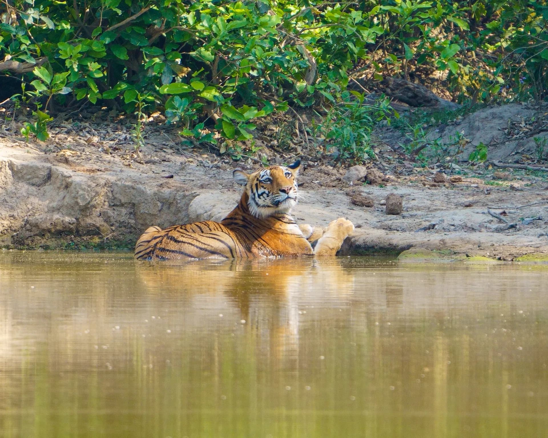 Tiger at the water hole