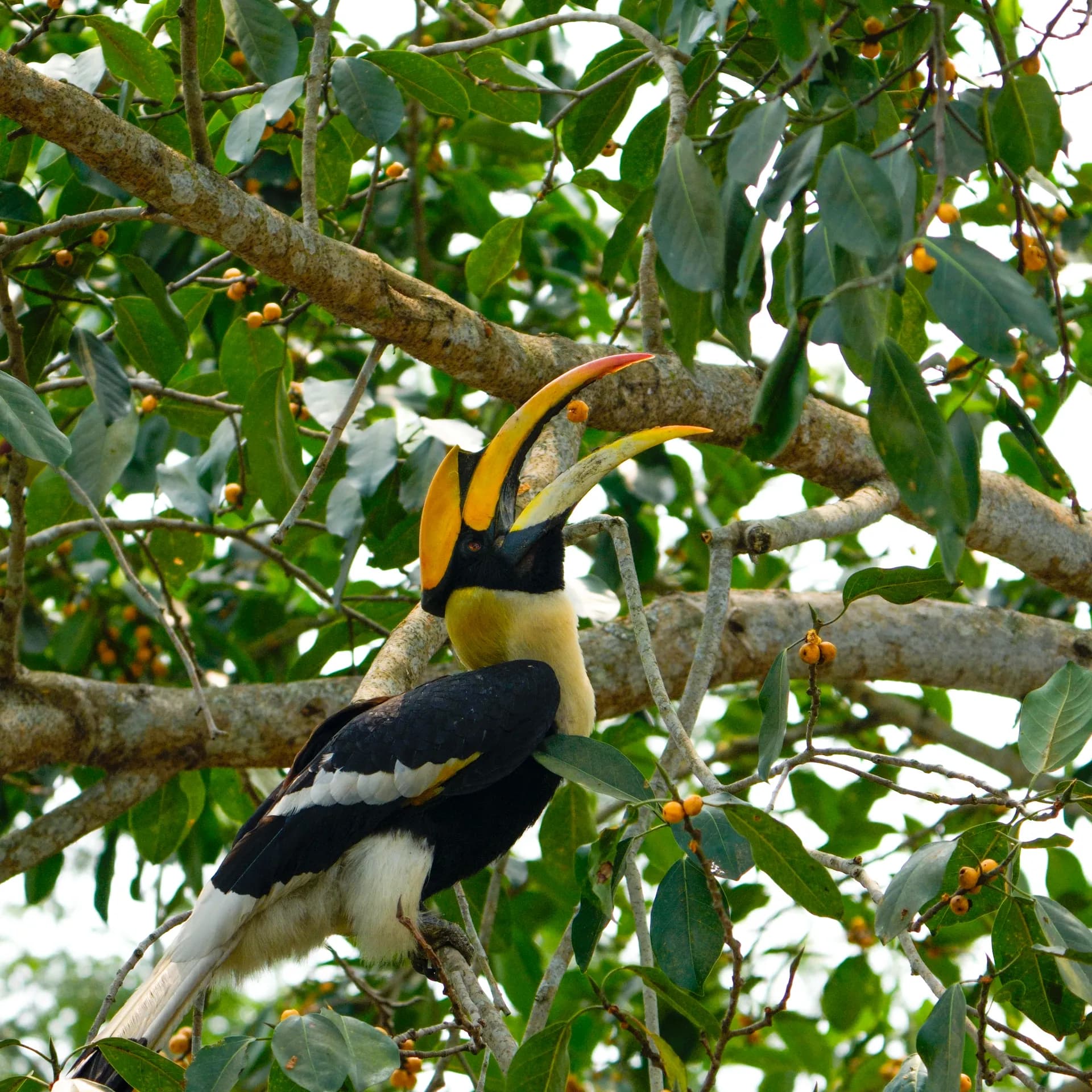 Great Indian hornbill feeding