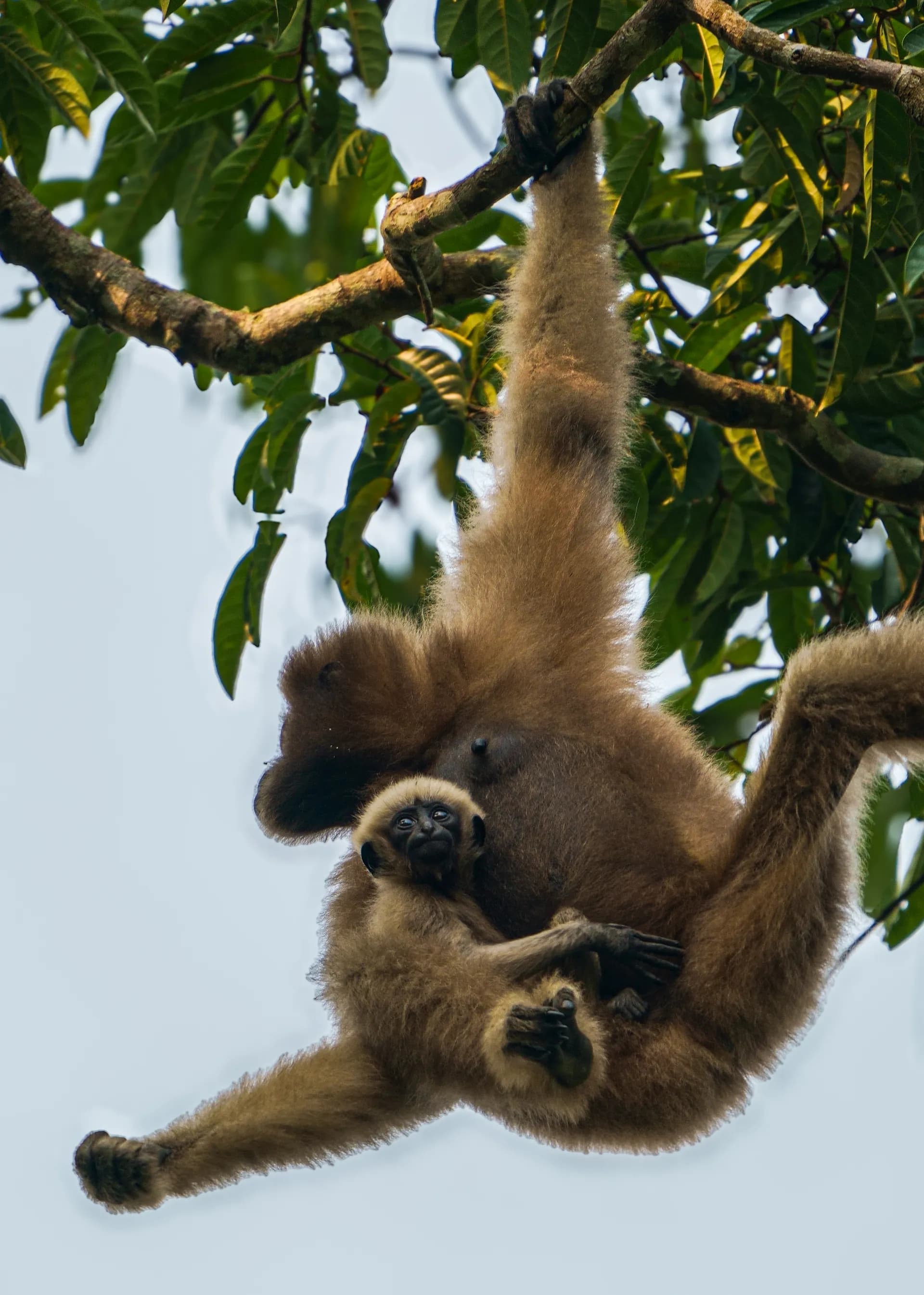 Gibbon and baby