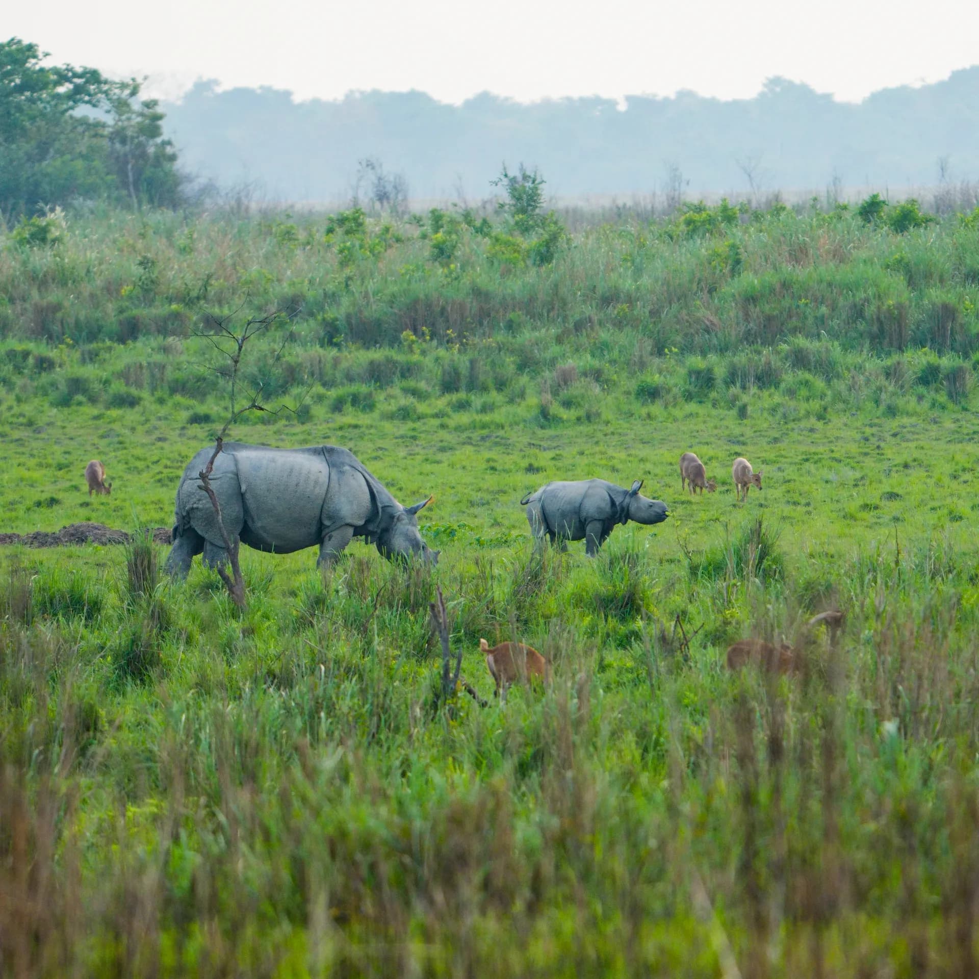 Kaziranga