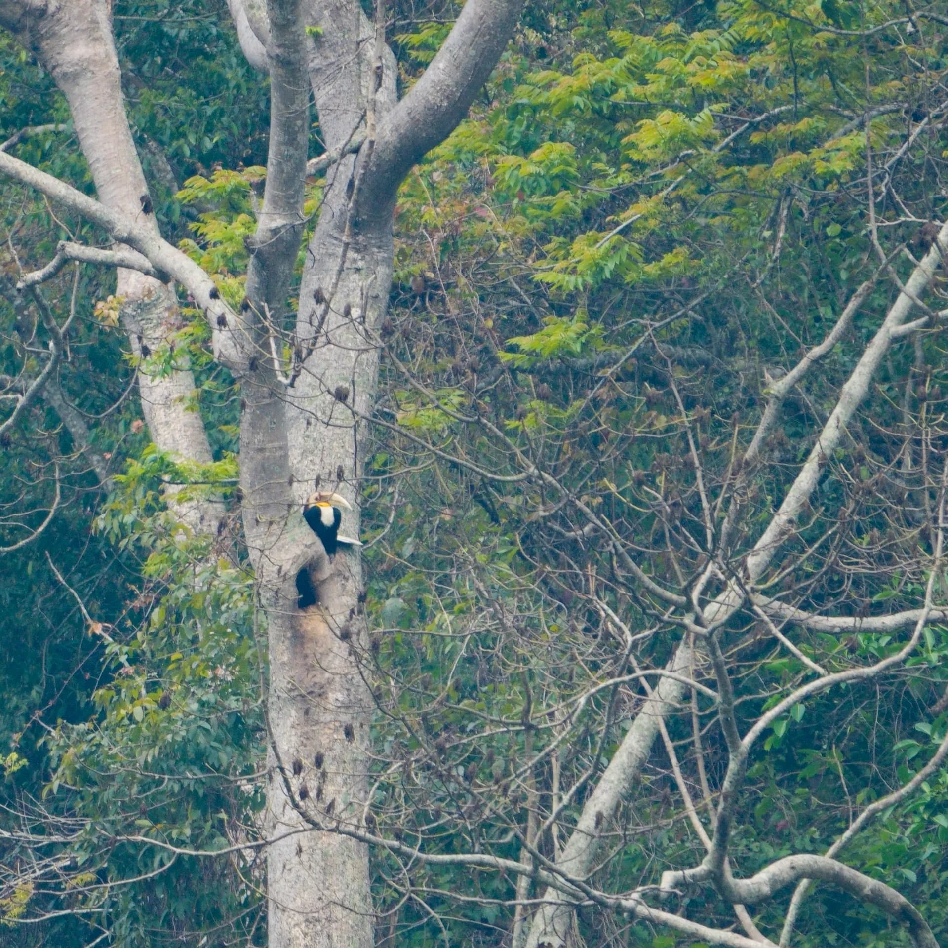 Wreathed hornbill, Burapahar