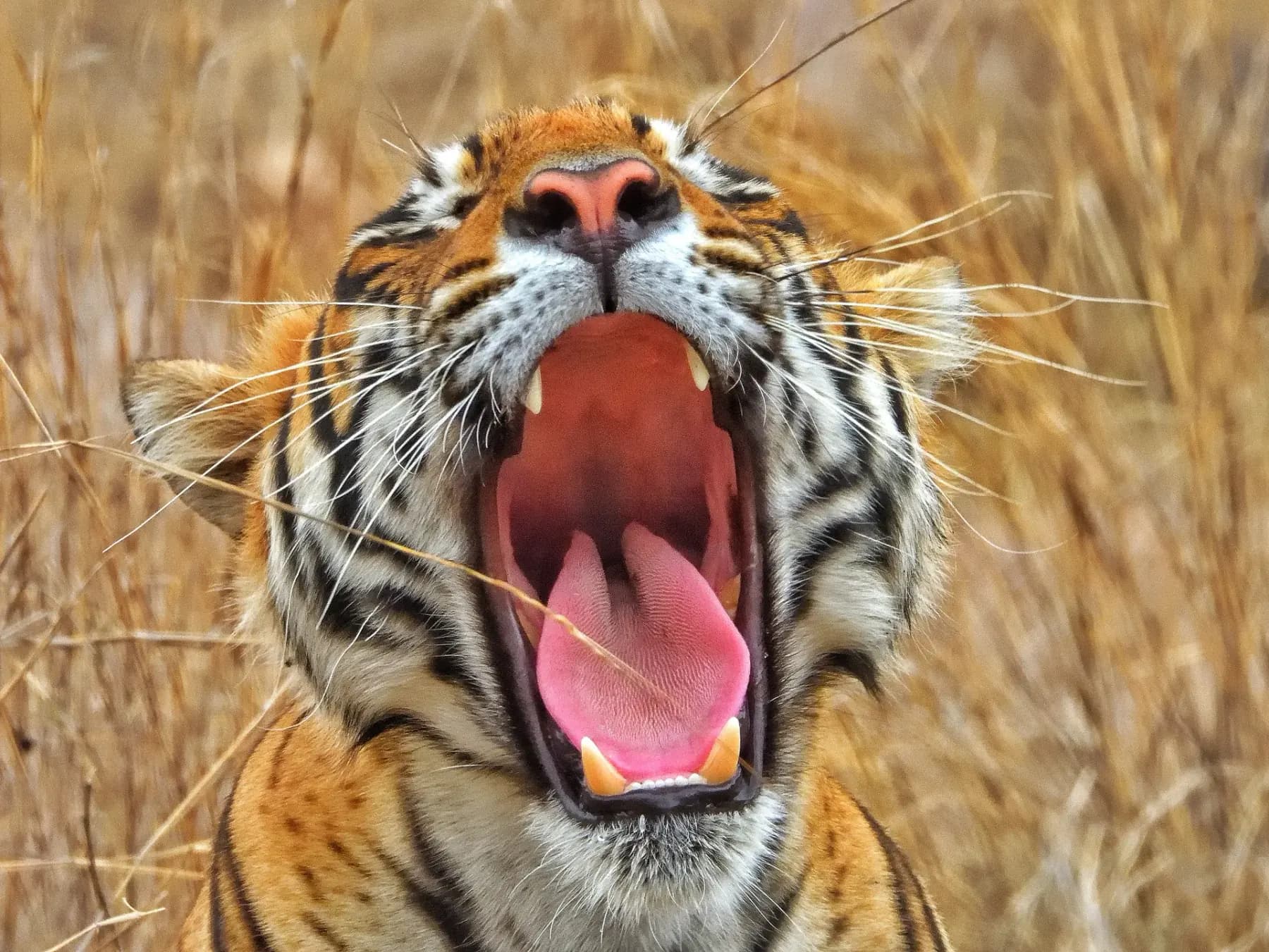 Ranthambore National Park
