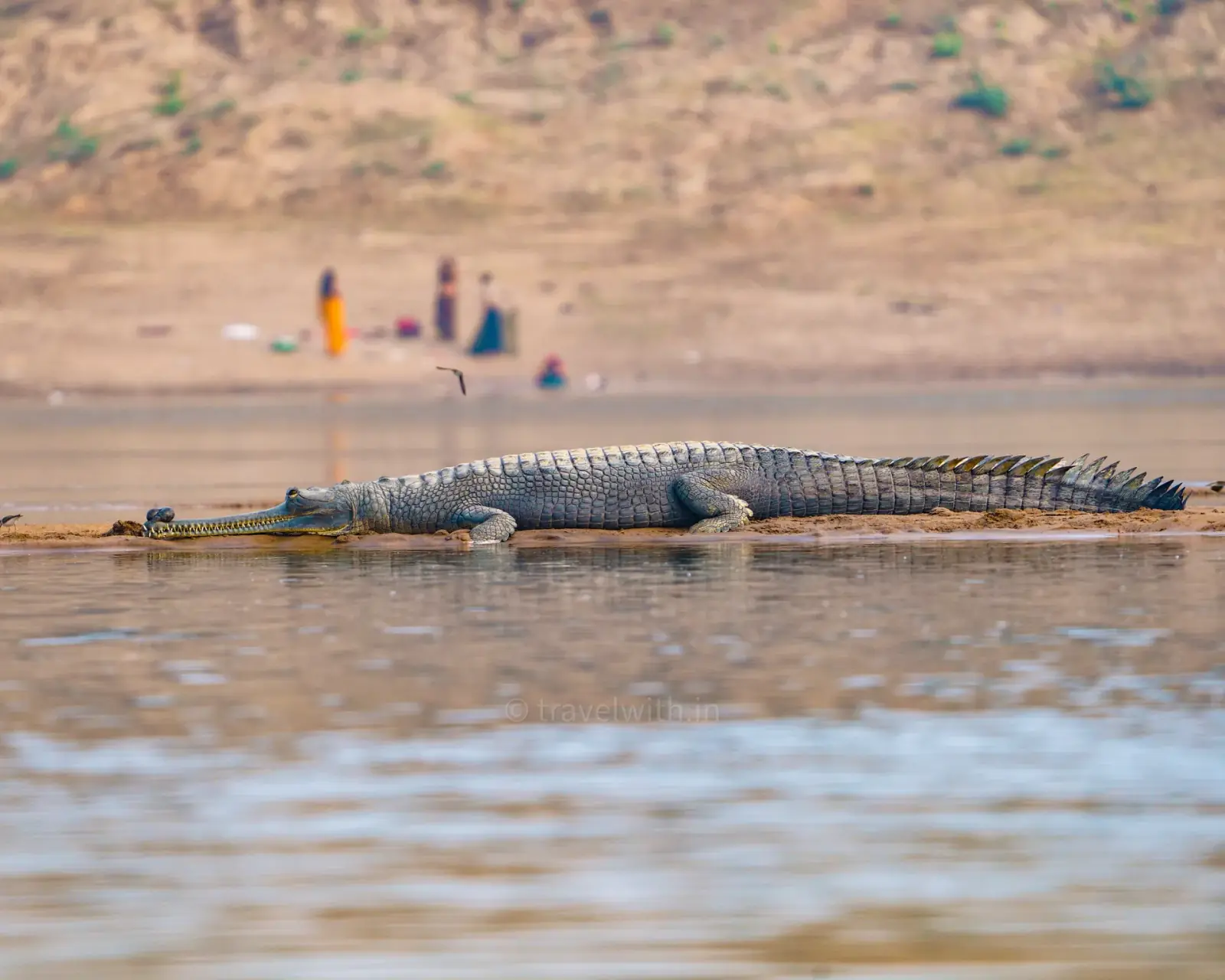 A gharial basking on a sandbank of the Chambal River