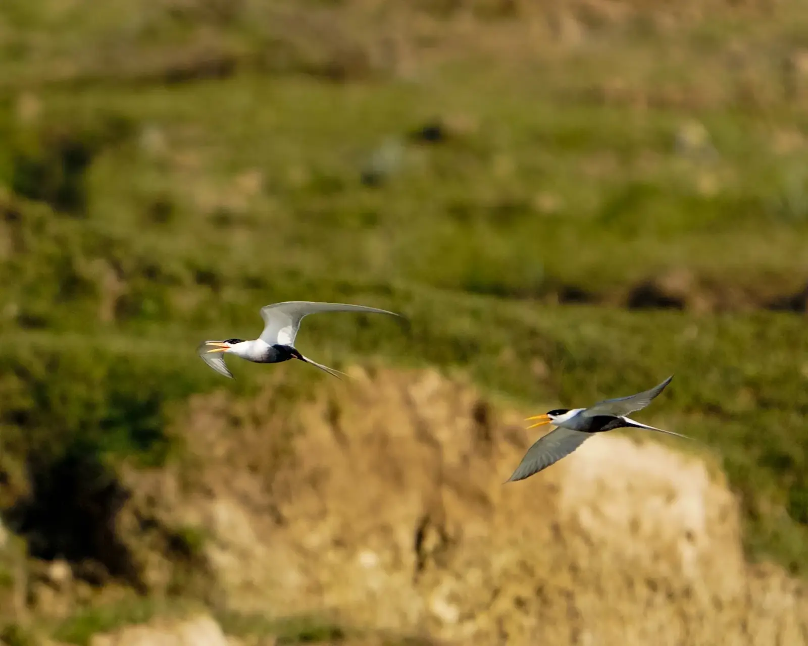 Black-bellied tern