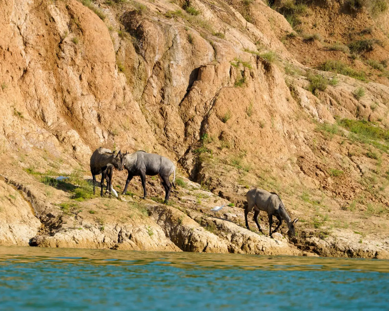 Nilgai on the ravine slopes above the water