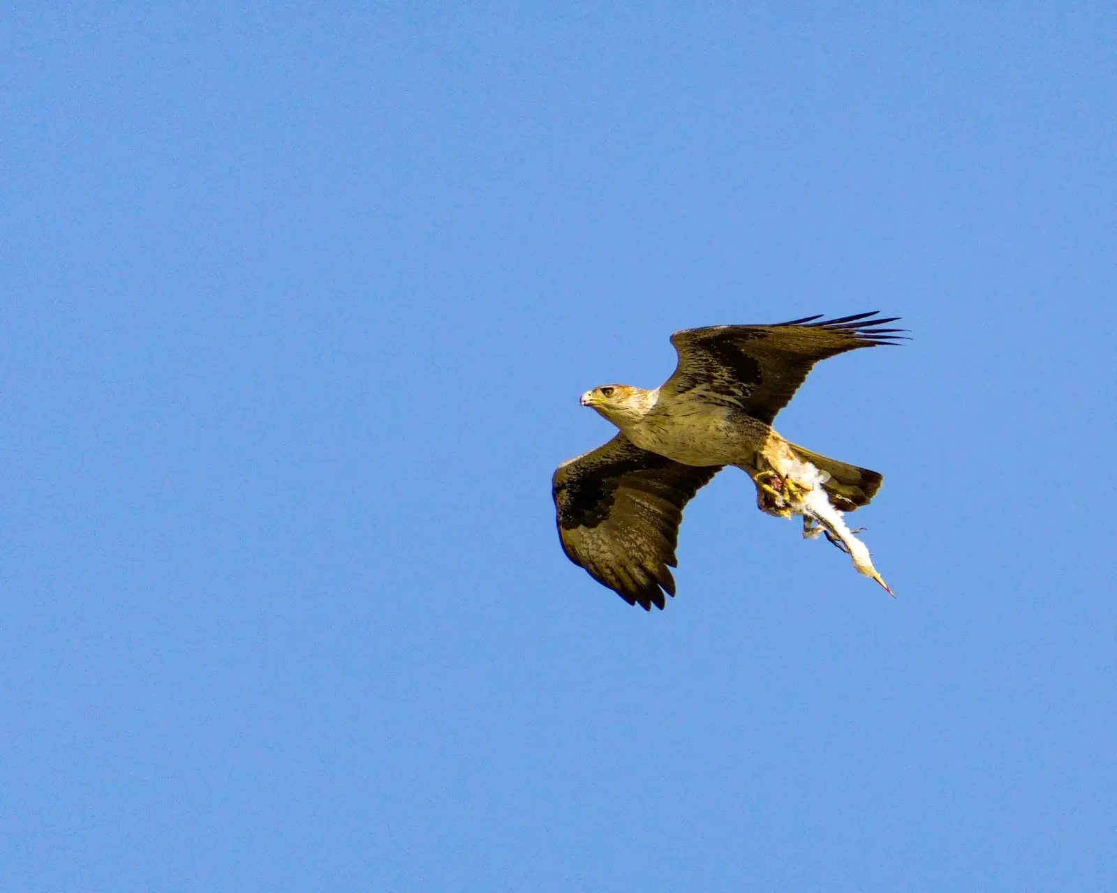 Bonelli's eagle
