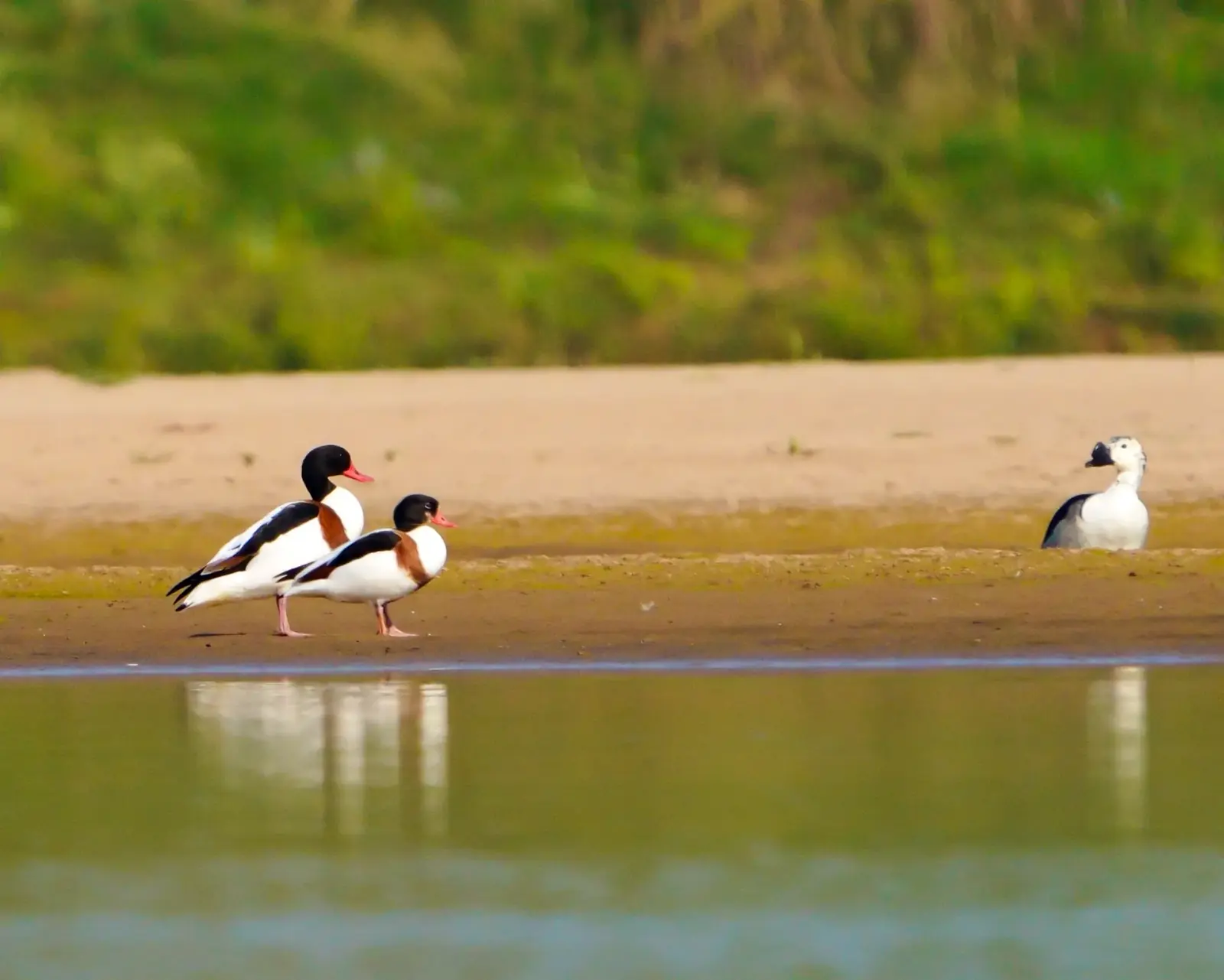 Common shelducks on a sandbar