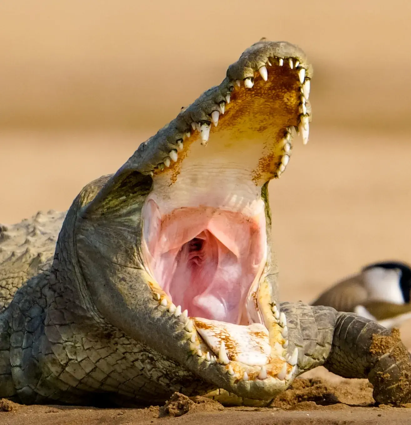 Mugger, jaws open