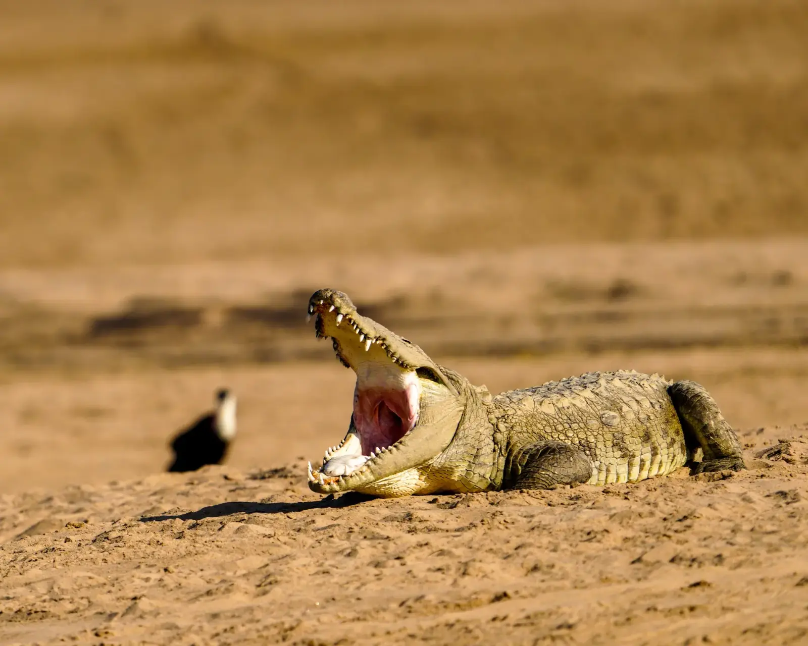 Out on the Chambal crocodile safari