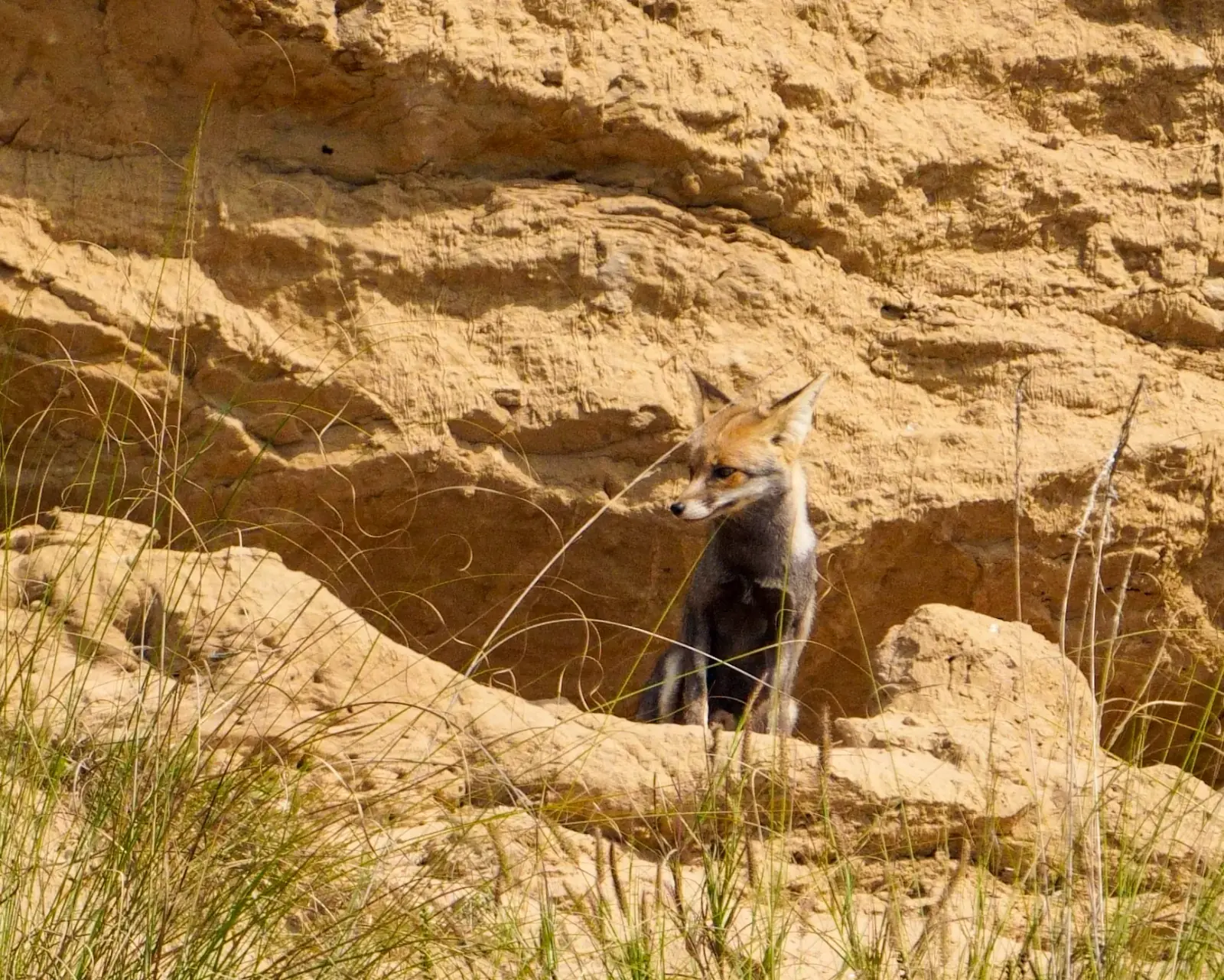 Desert fox