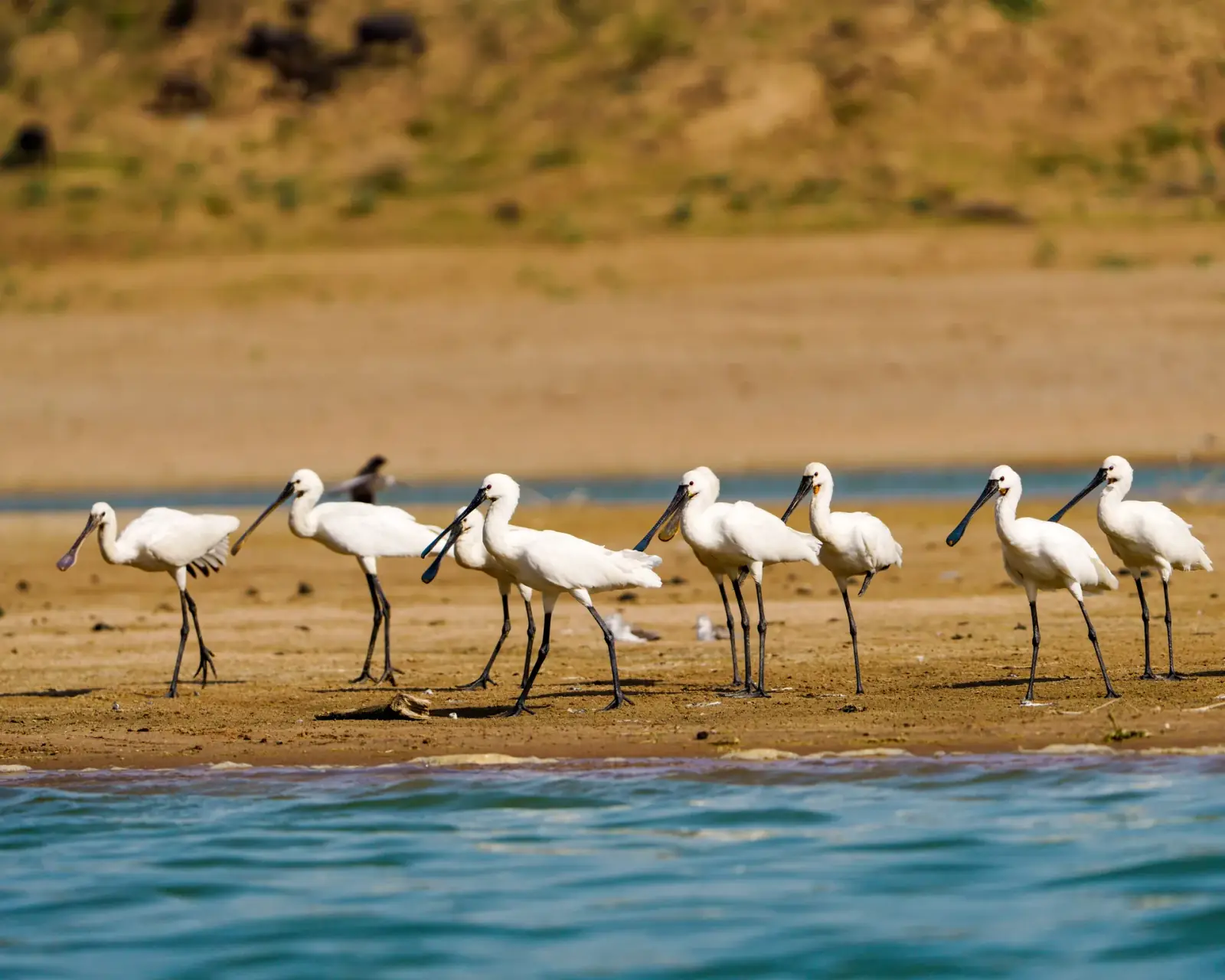 Eurasian spoonbills
