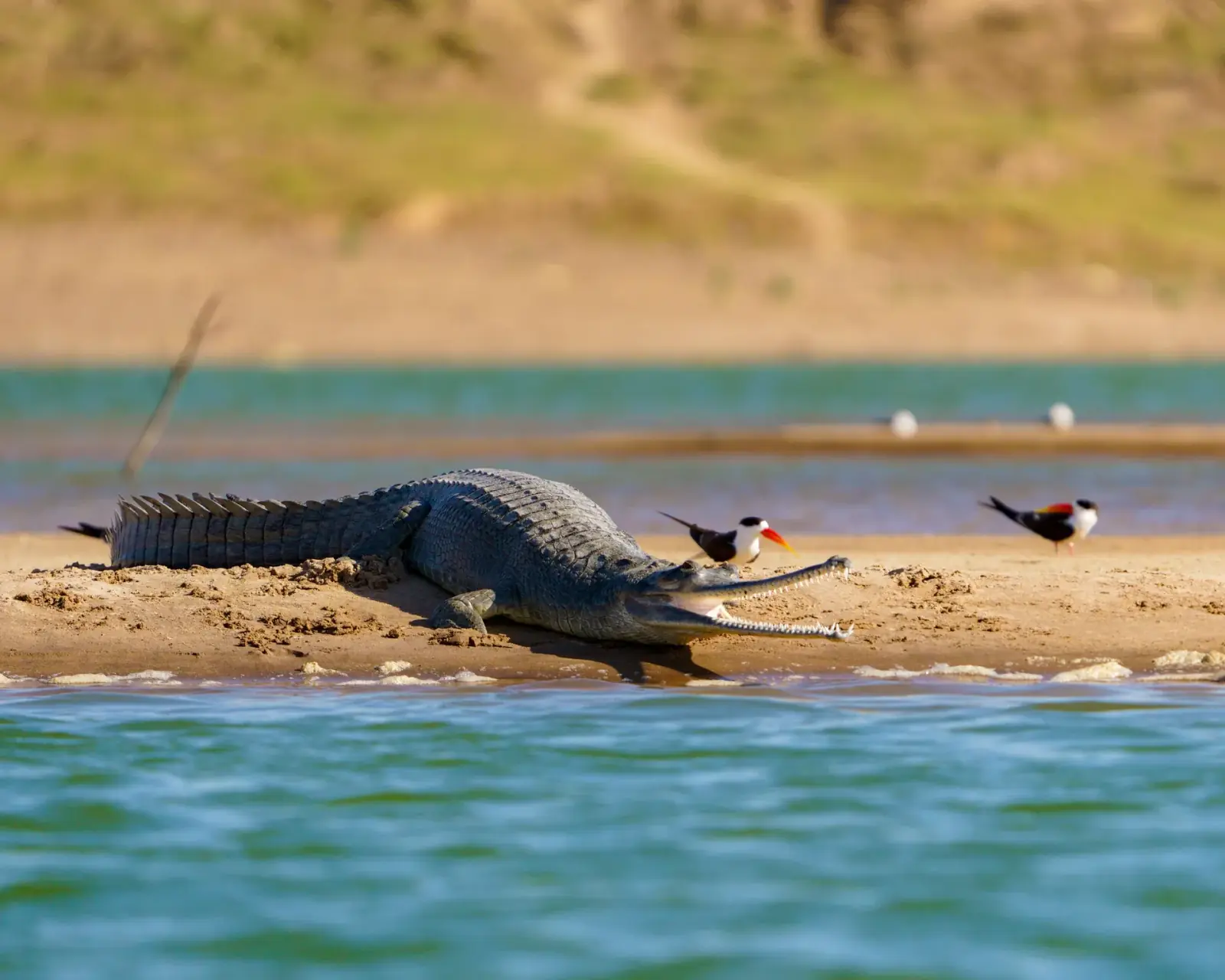 Female gharial