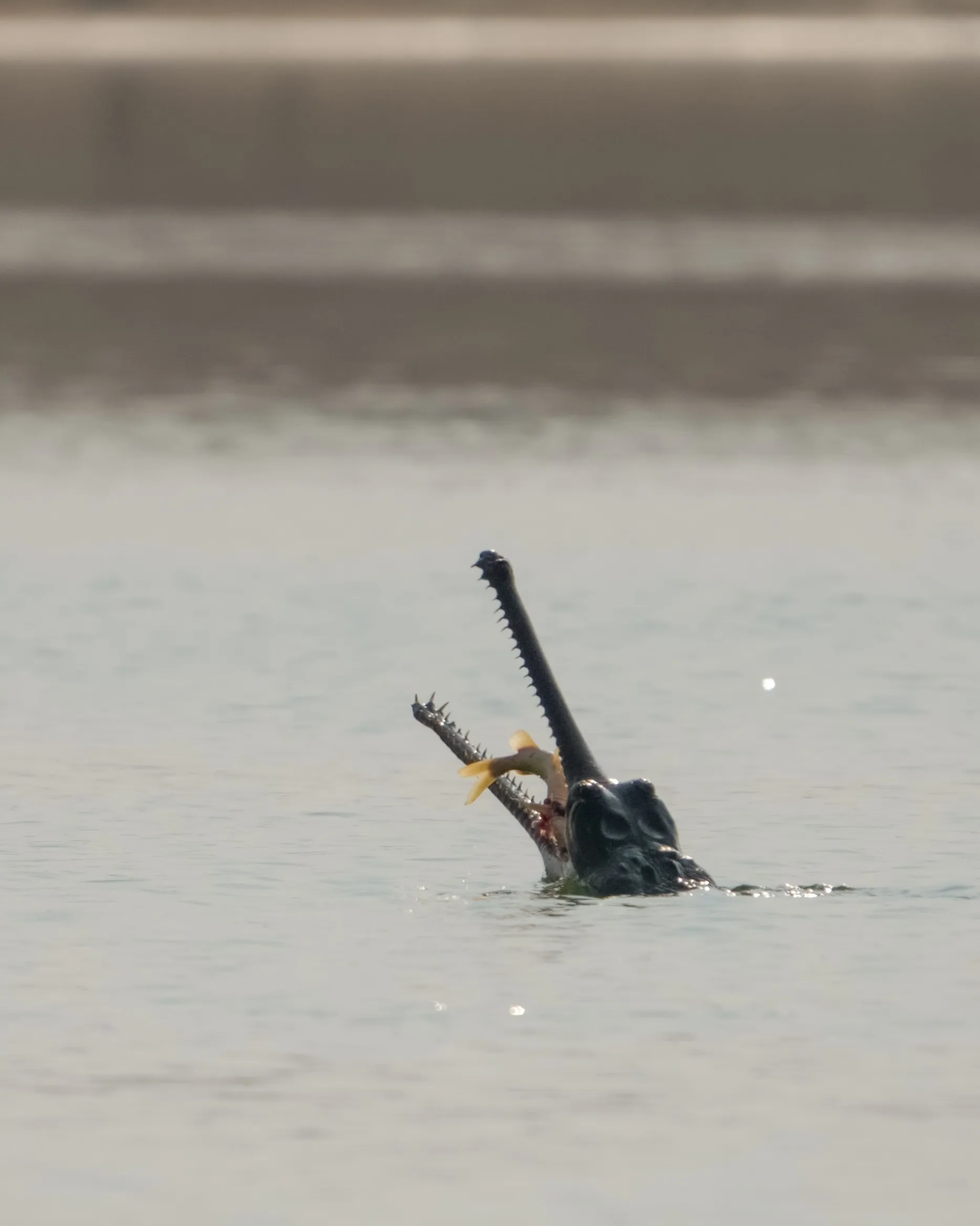A gharial with a fresh catch