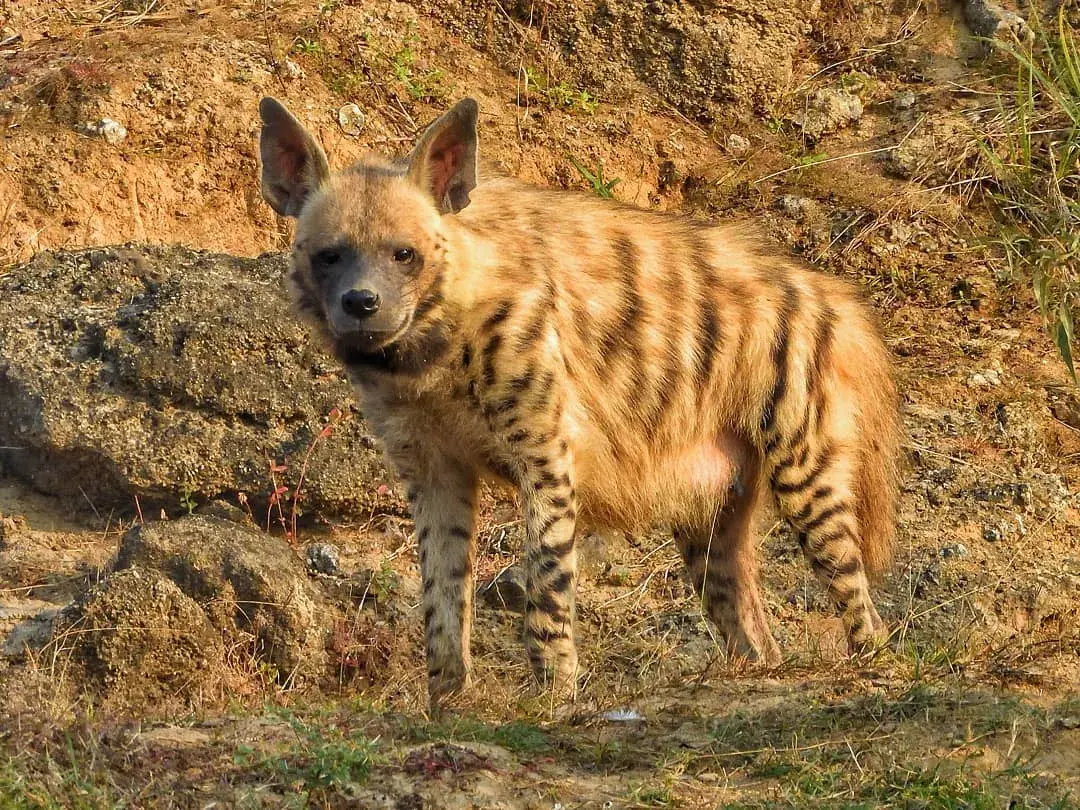 A striped hyena in the ravines