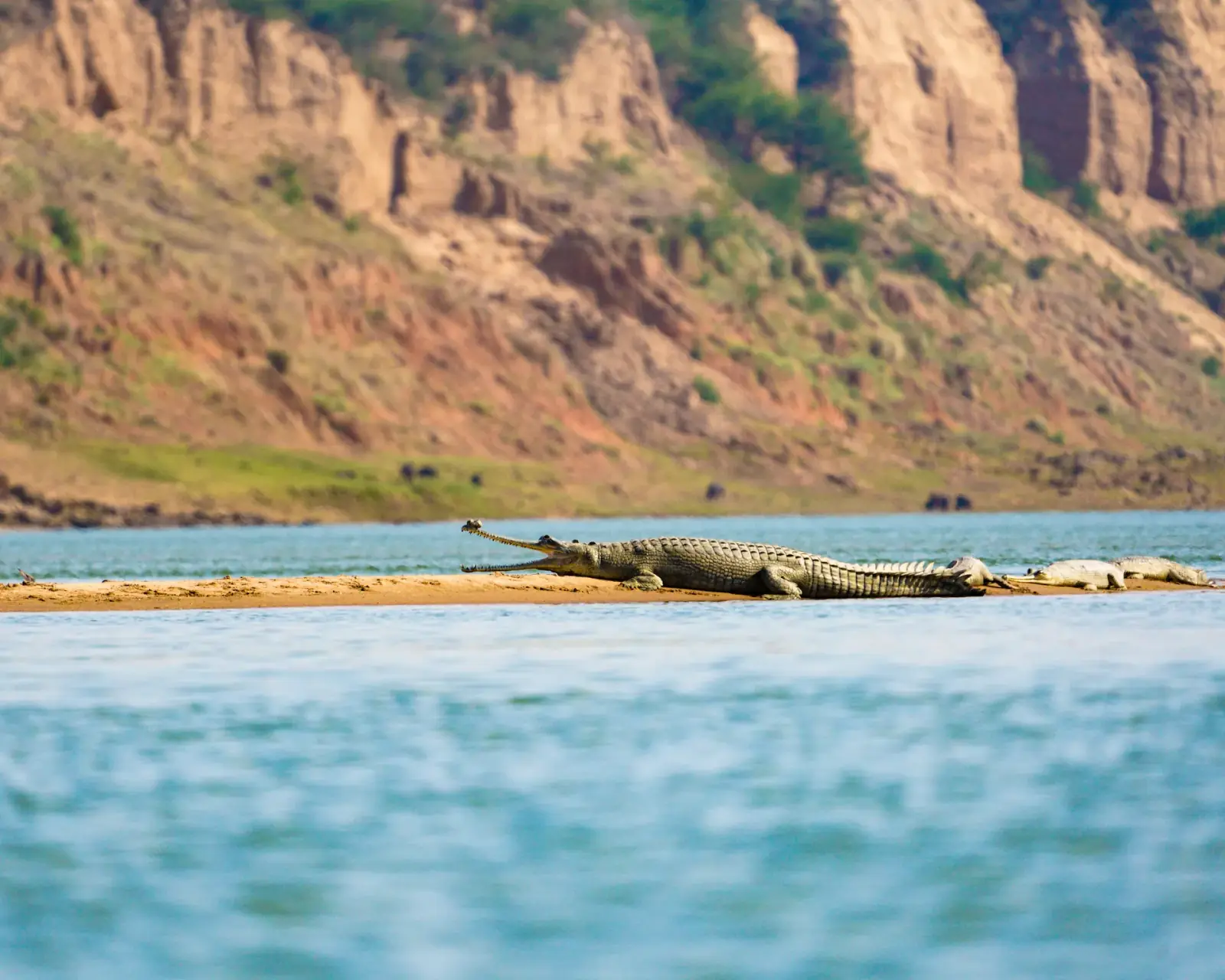 Gharials gathered along the riverbank