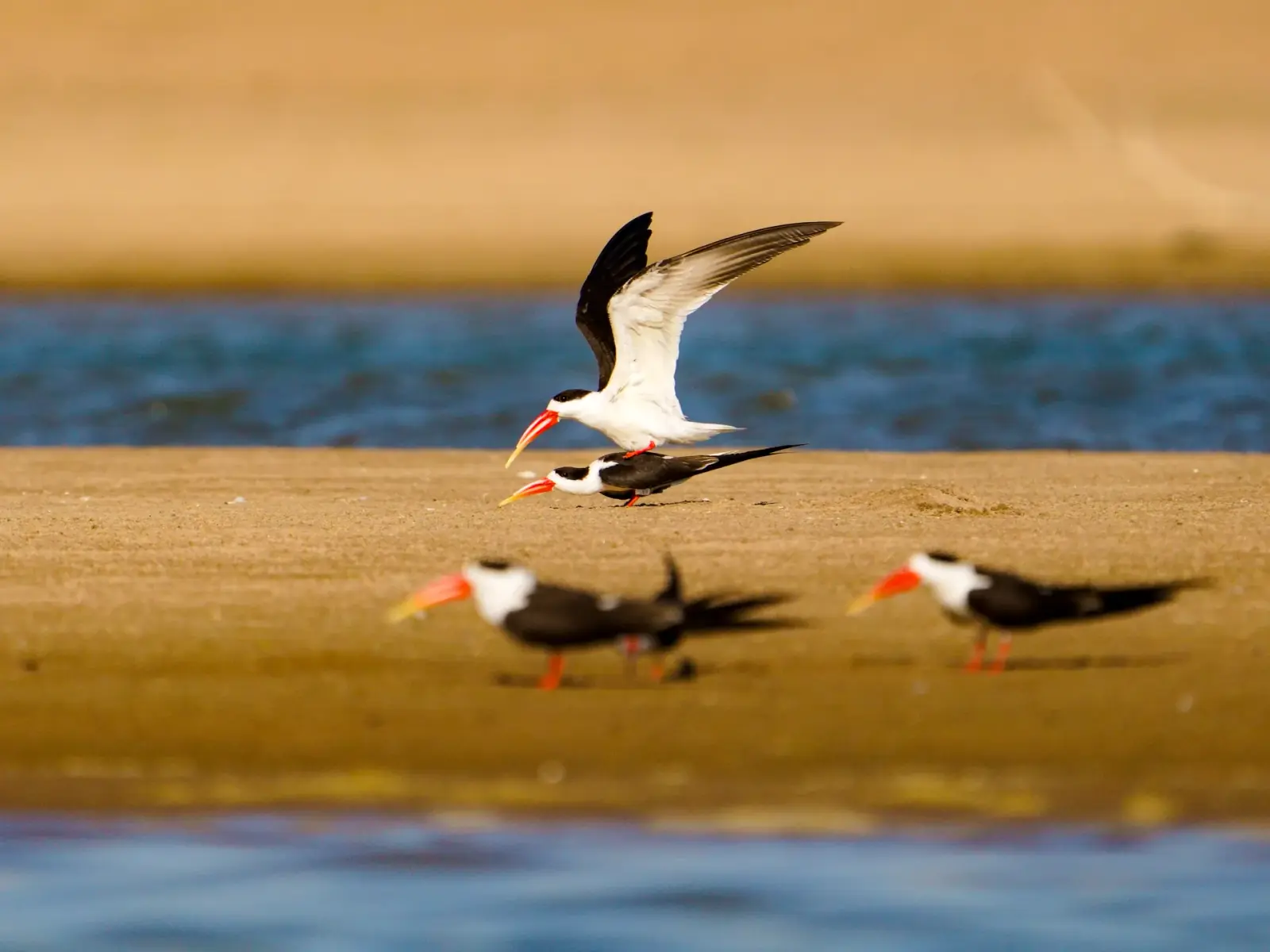 A pair of Indian skimmers over the water