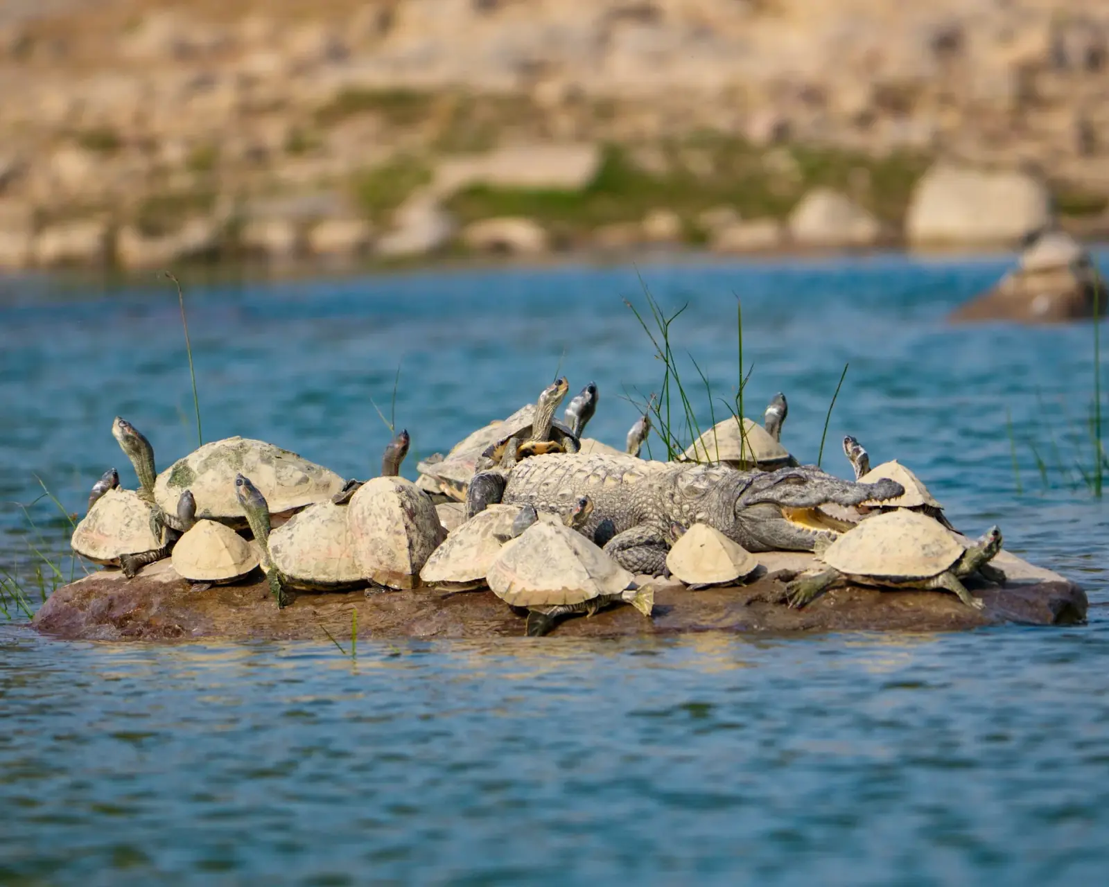 Tent turtles hitch a ride