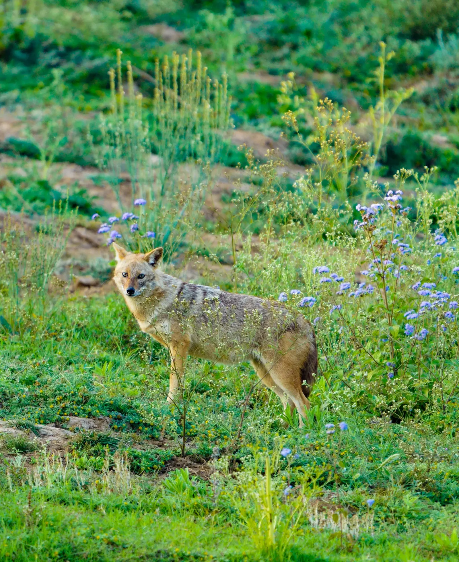 Golden jackal