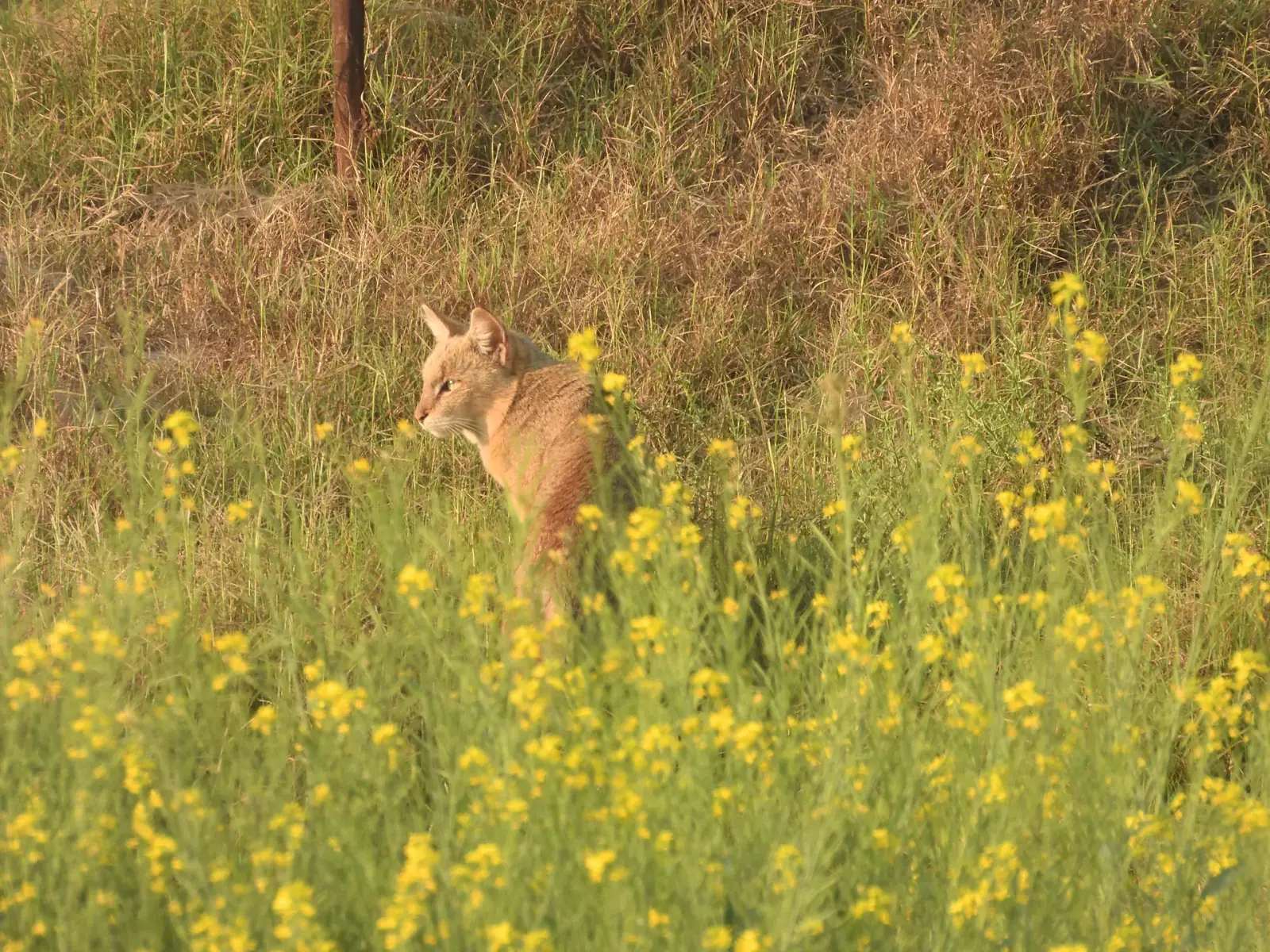 A jungle cat in the mustard fields