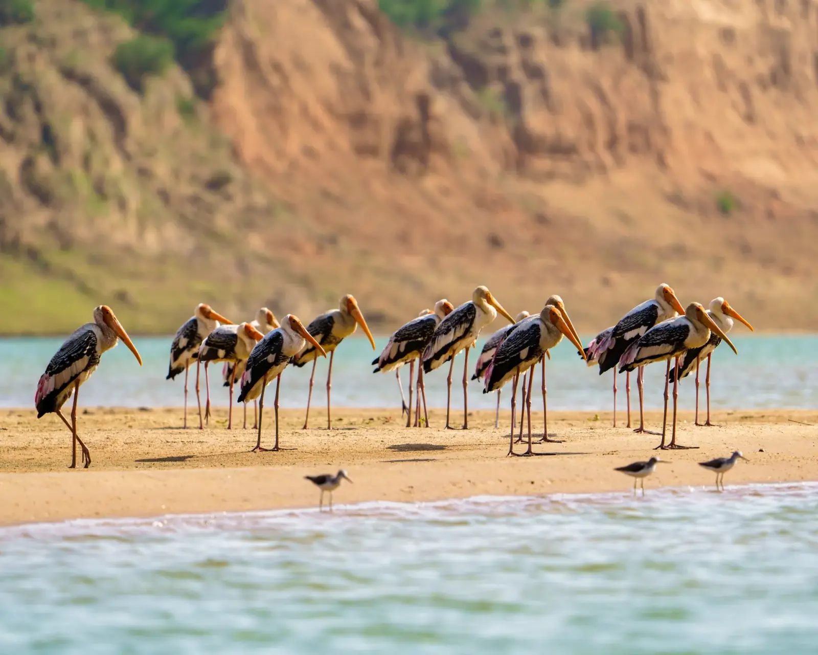 Painted storks