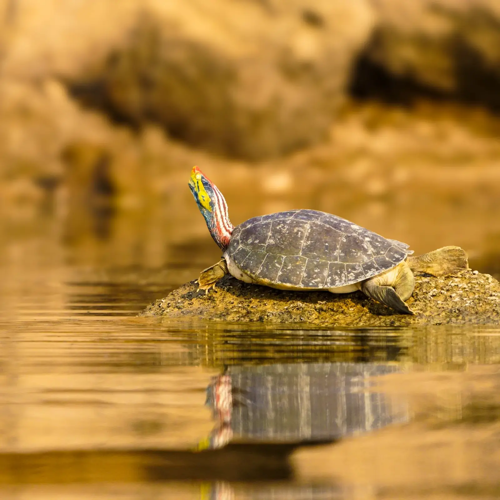 A red-crowned roofed turtle, one of eight species found here