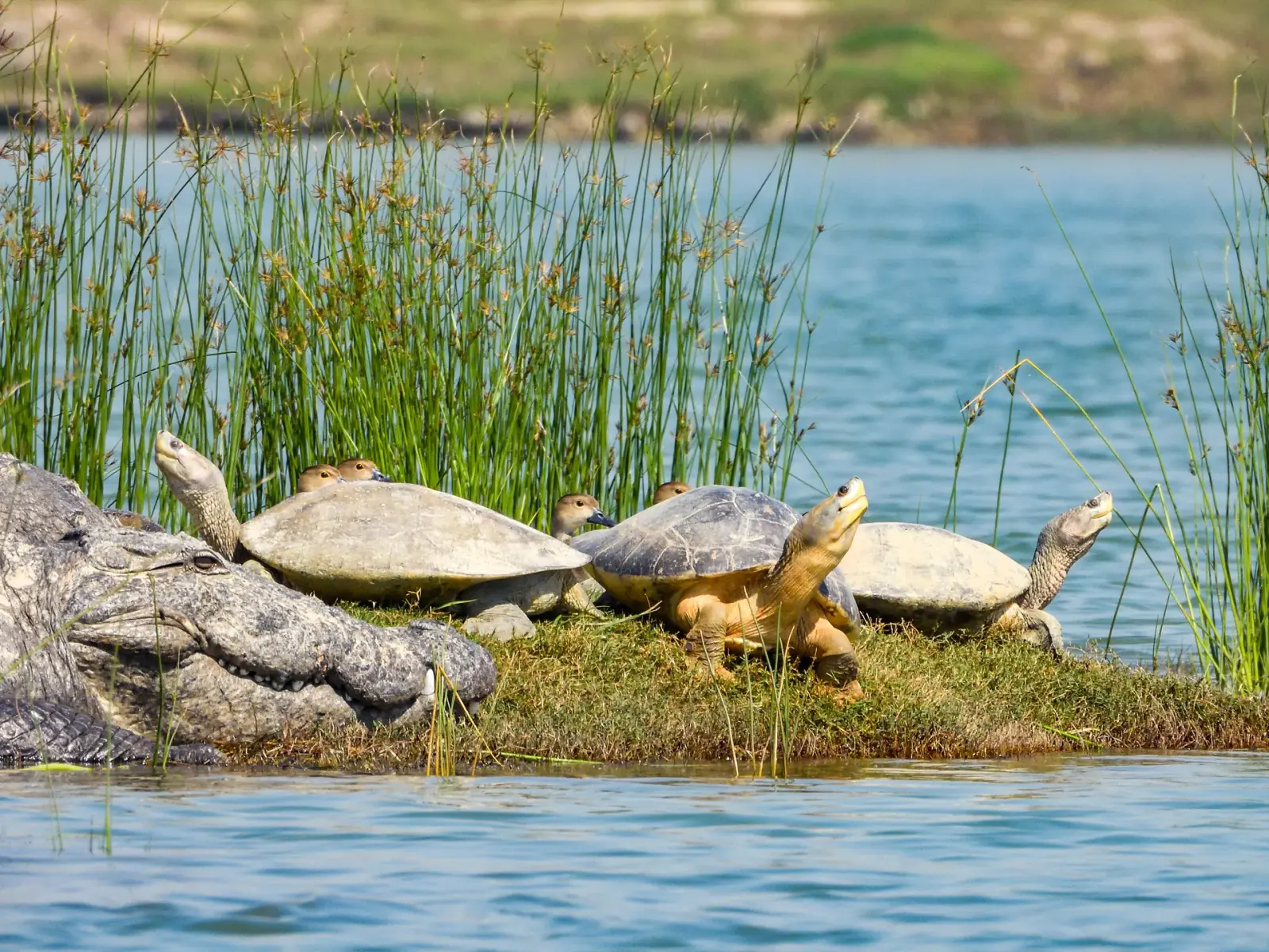 Three-striped roofed turtles basking beside a mugger