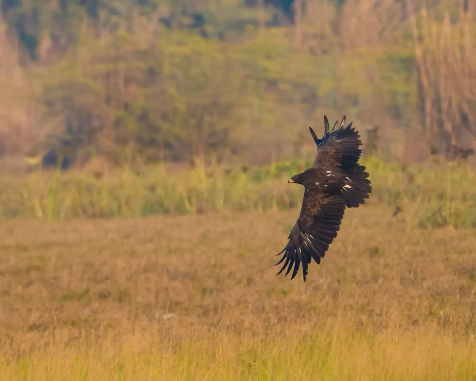 Birds of prey