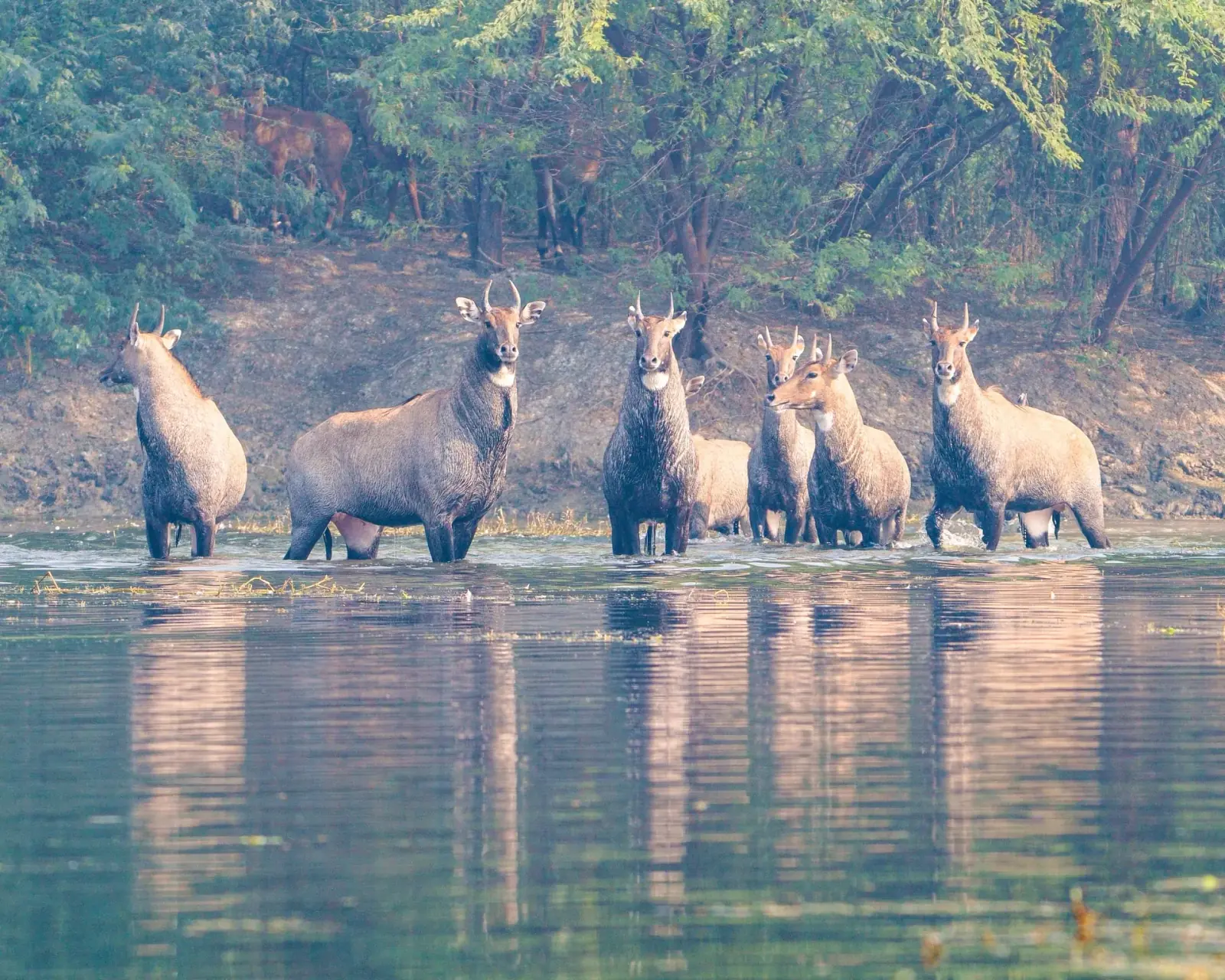 Nilgai, Patna sanctuary