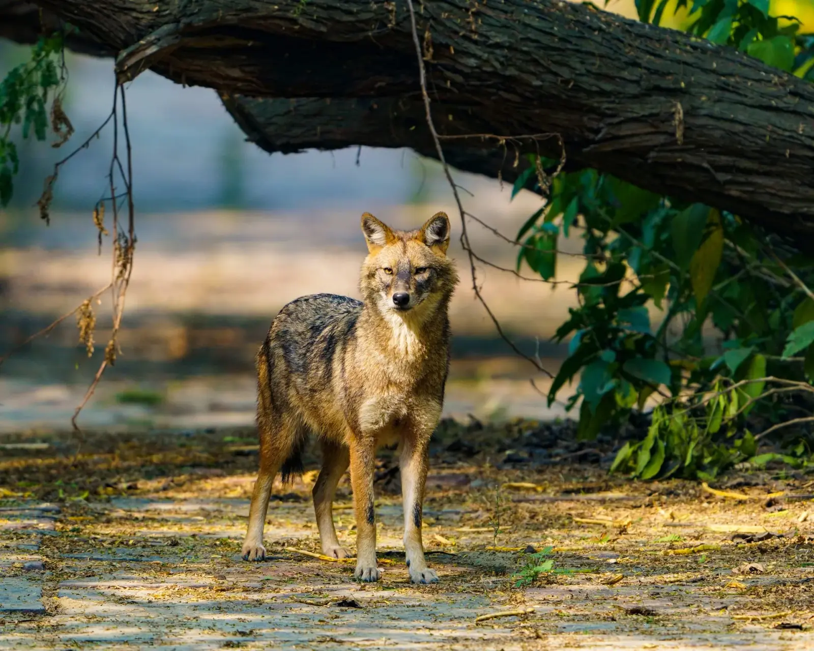 Golden jackal