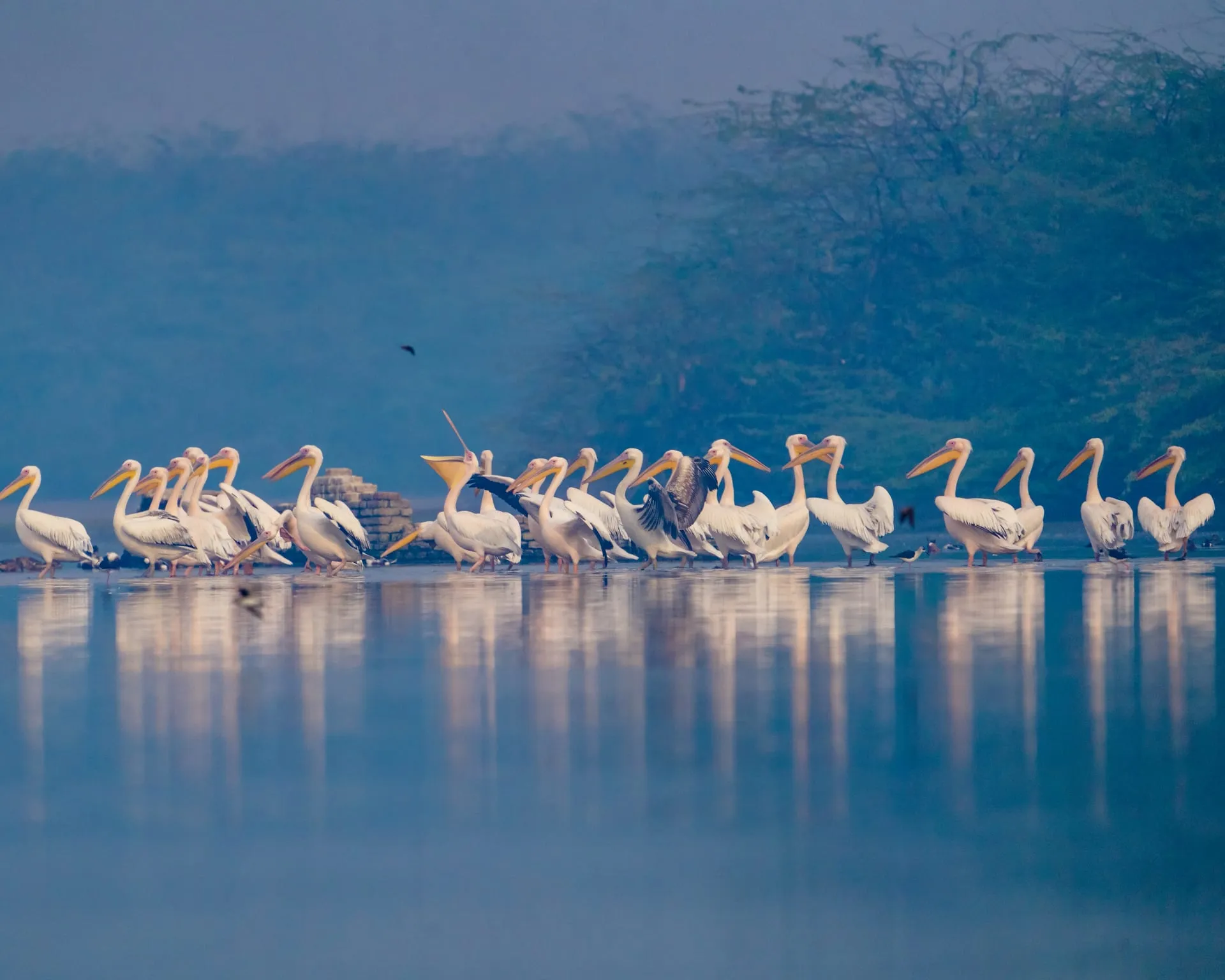Great white pelican