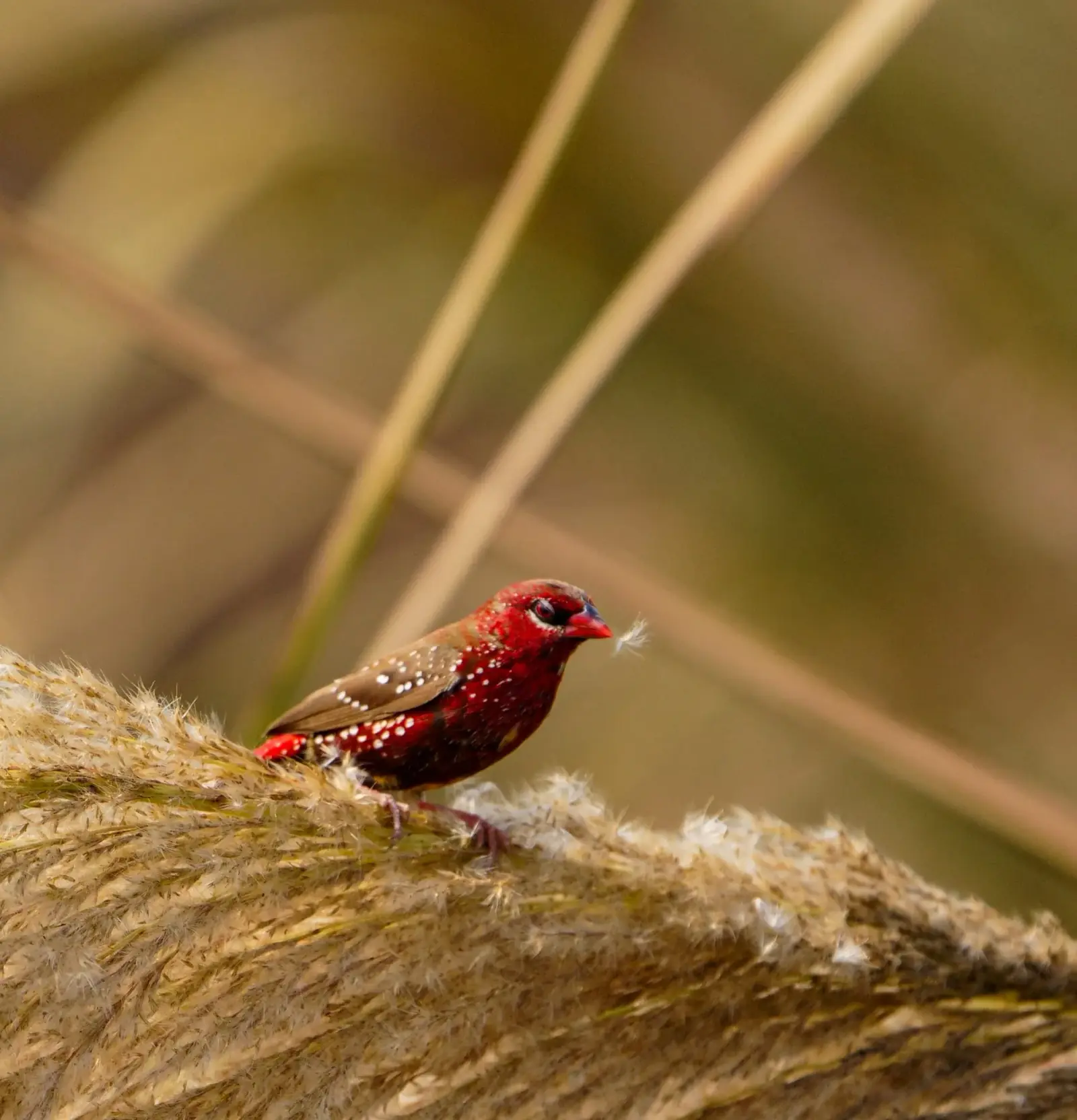Red avadavat