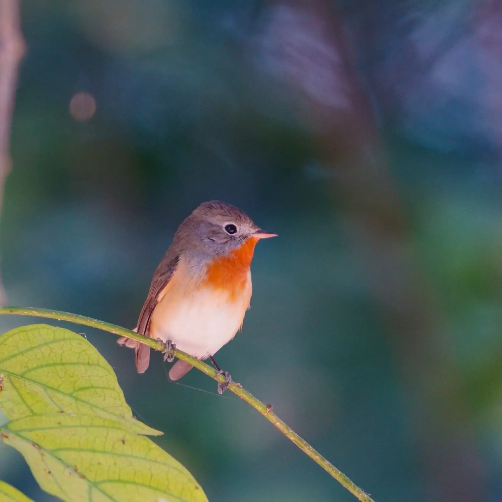 Red-breasted flycatcher