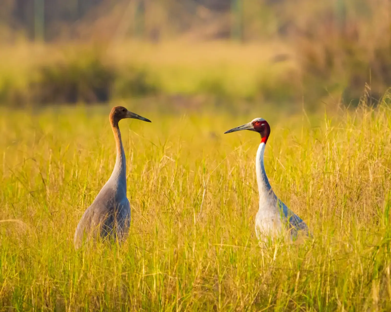 A pair of sarus cranes