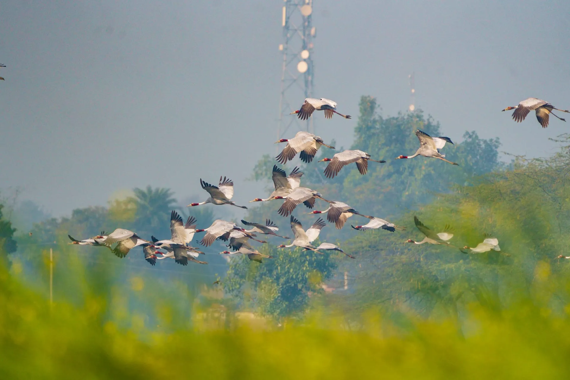 Cranes on the wetland