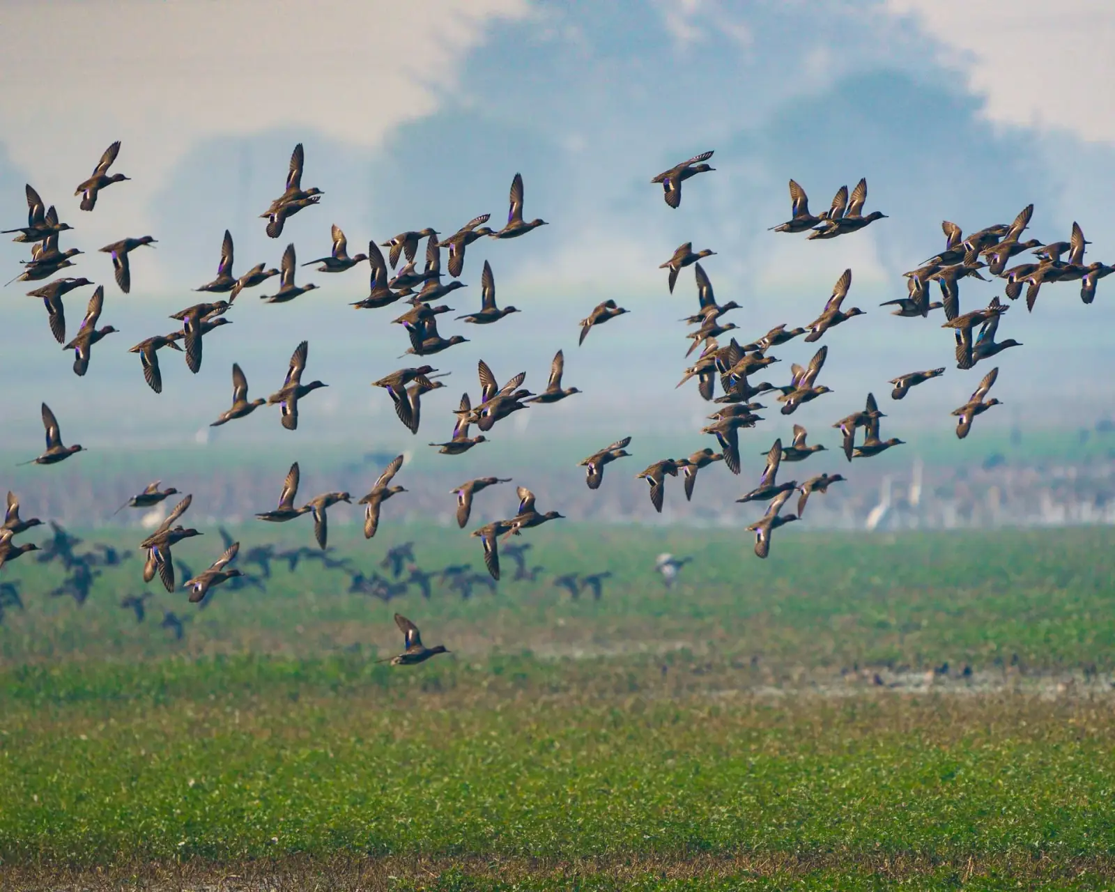 Birding the wetlands
