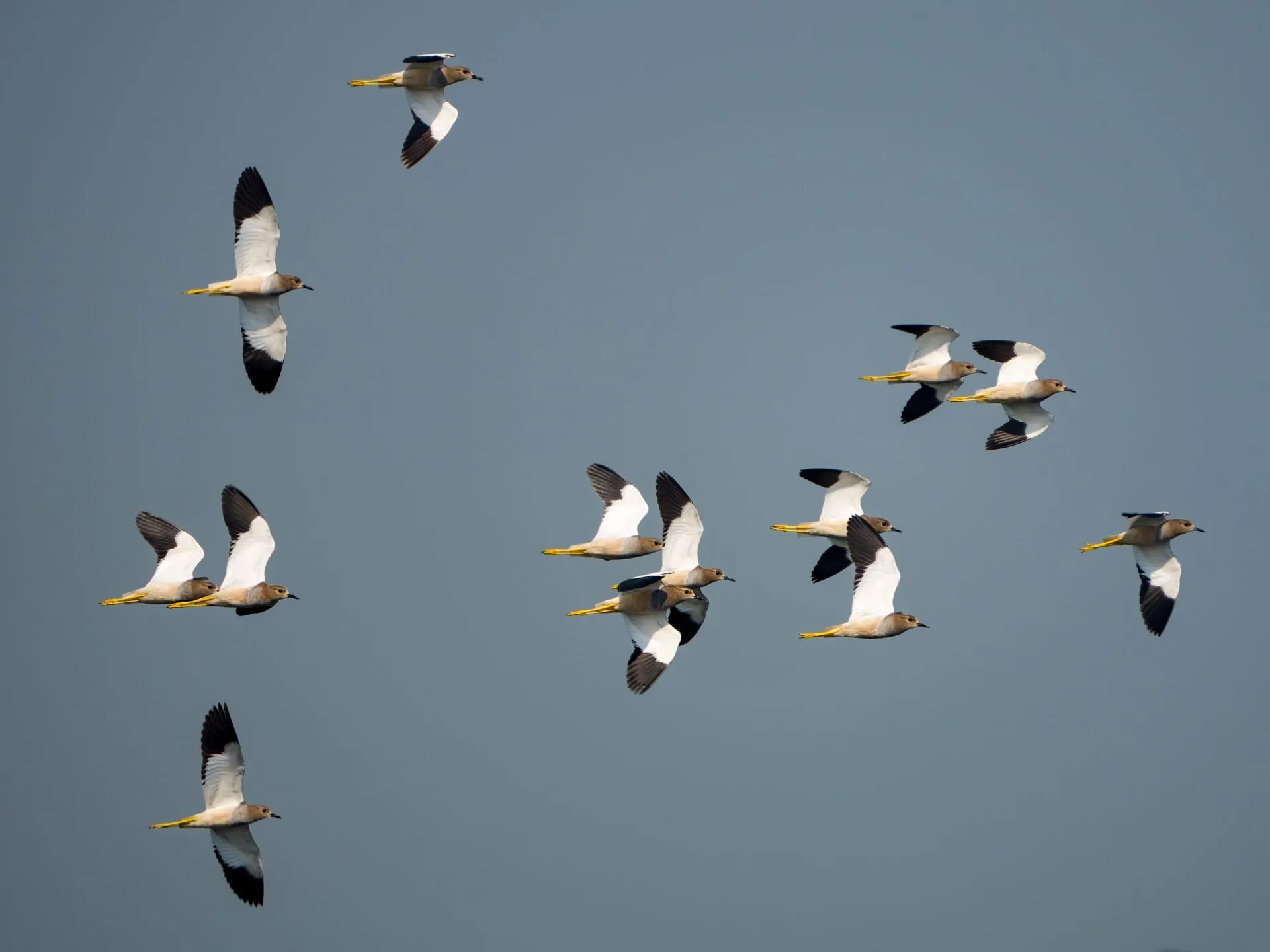 White-tailed lapwing